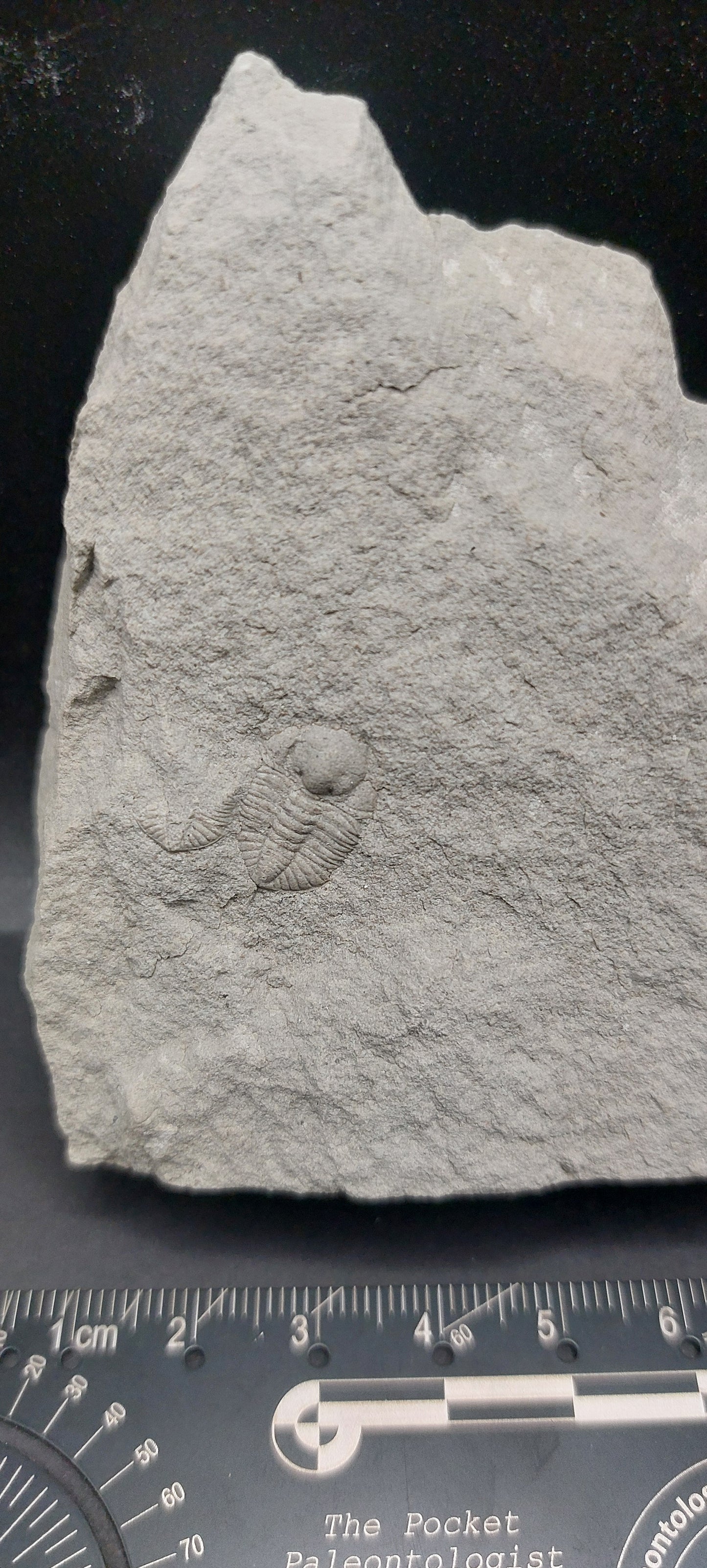 Ampyxina bellatula-Missouri 02