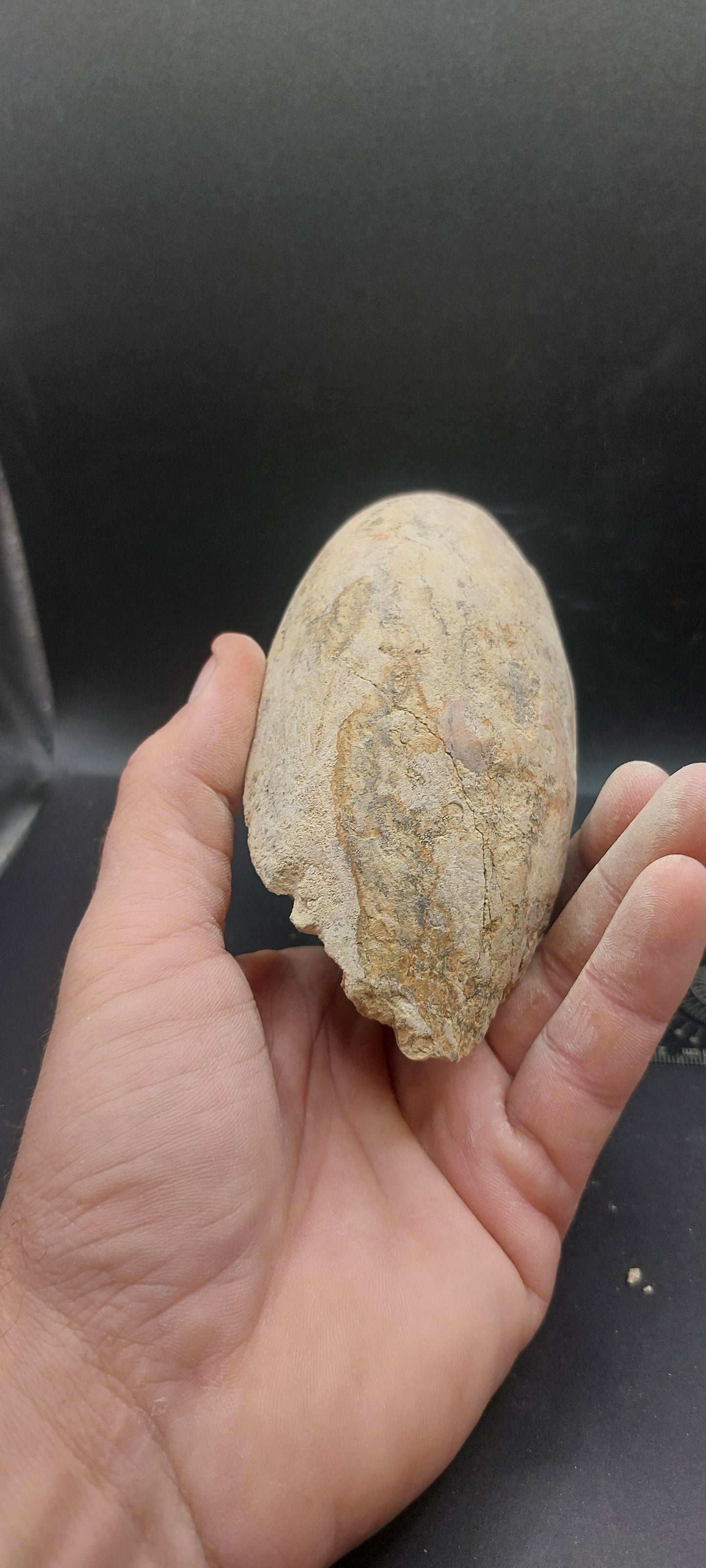 Cymatoceras texanum-Texas 04