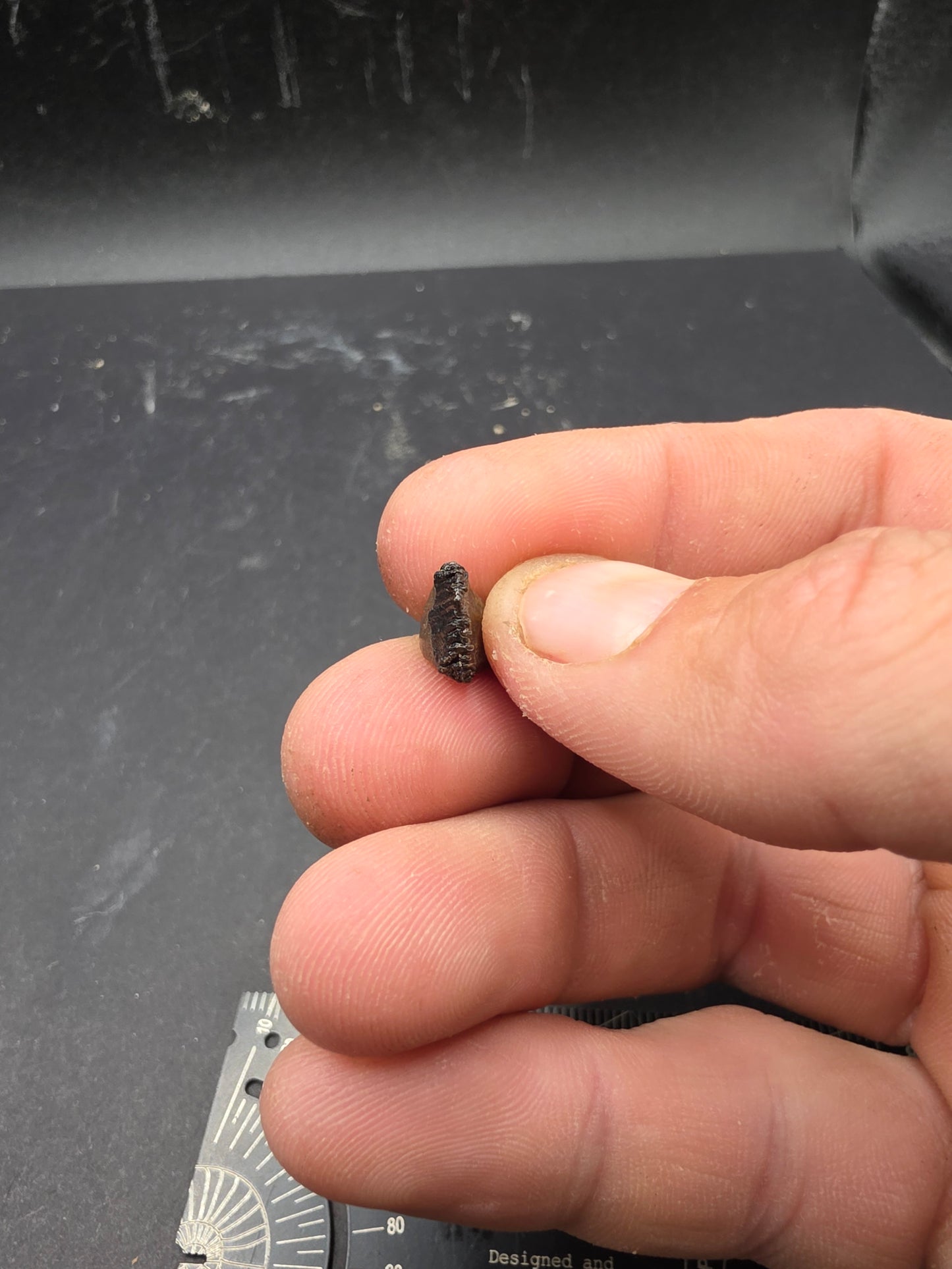 Juvenile Triceratops Tooth-Montana