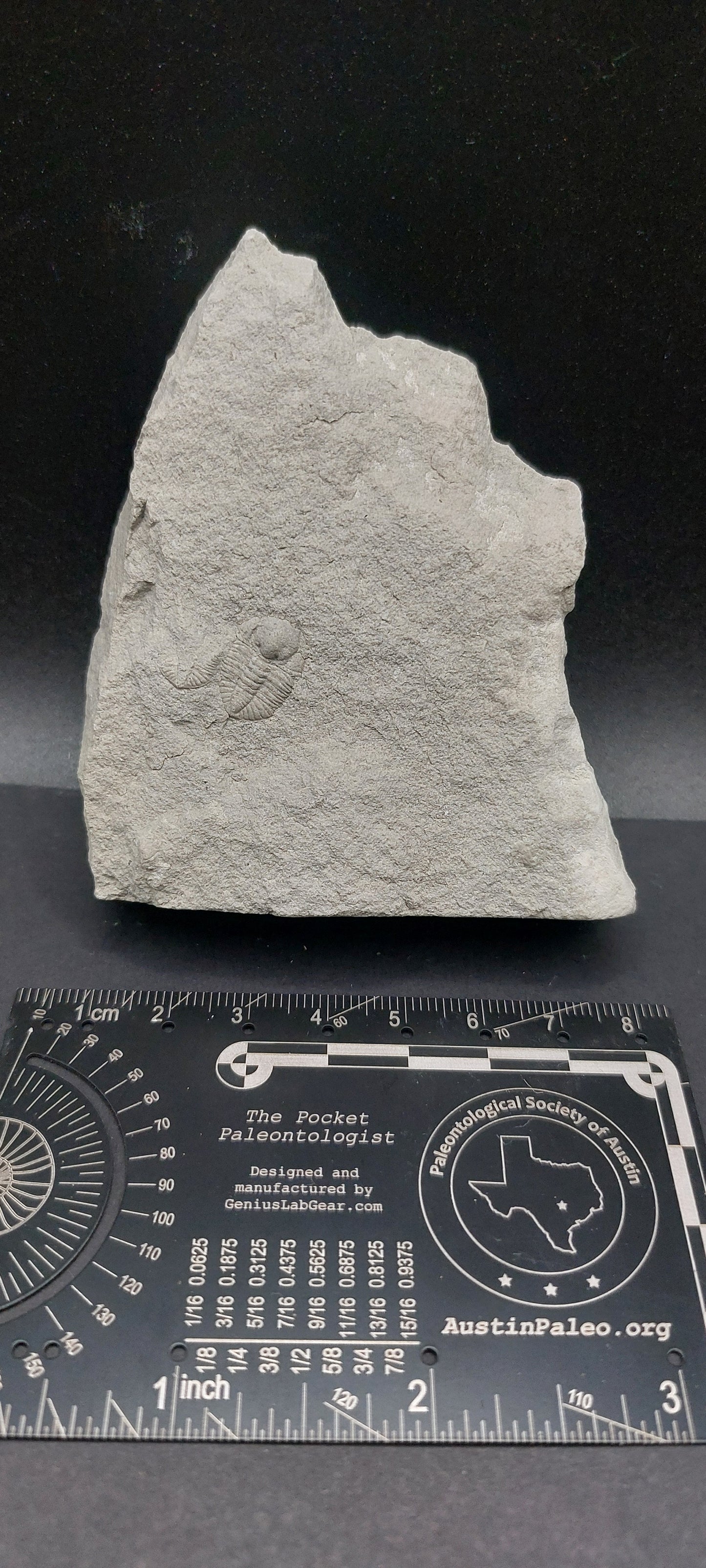 Ampyxina bellatula-Missouri 02