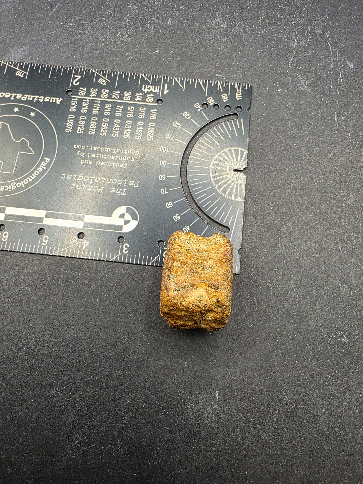 Hadrosaur Caudal (Tail) Vertebra-Texas