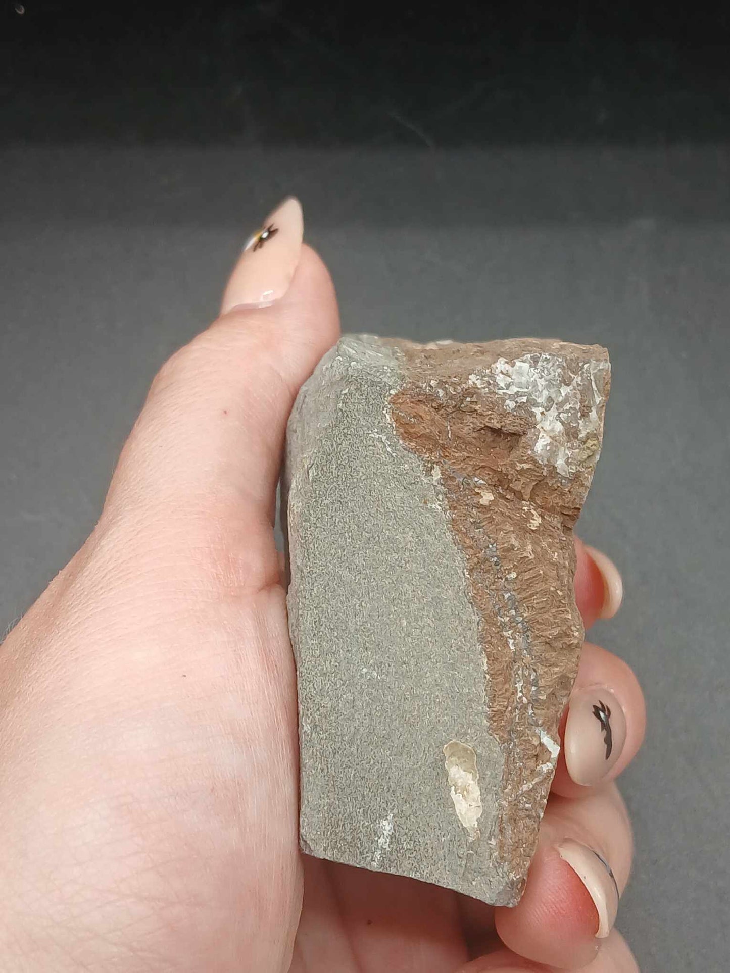 Promicroceras planicosta-England 001