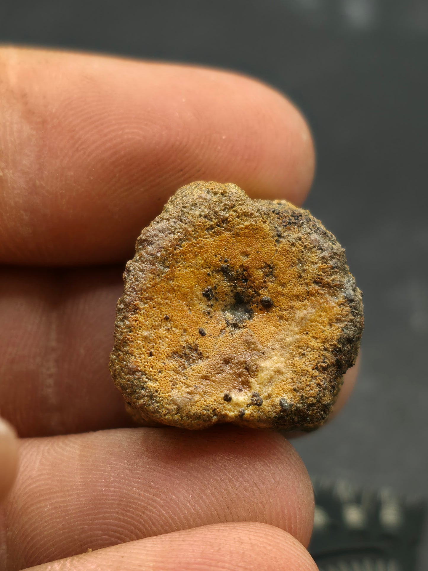 Hadrosaur Caudal (Tail) Vertebra-Texas
