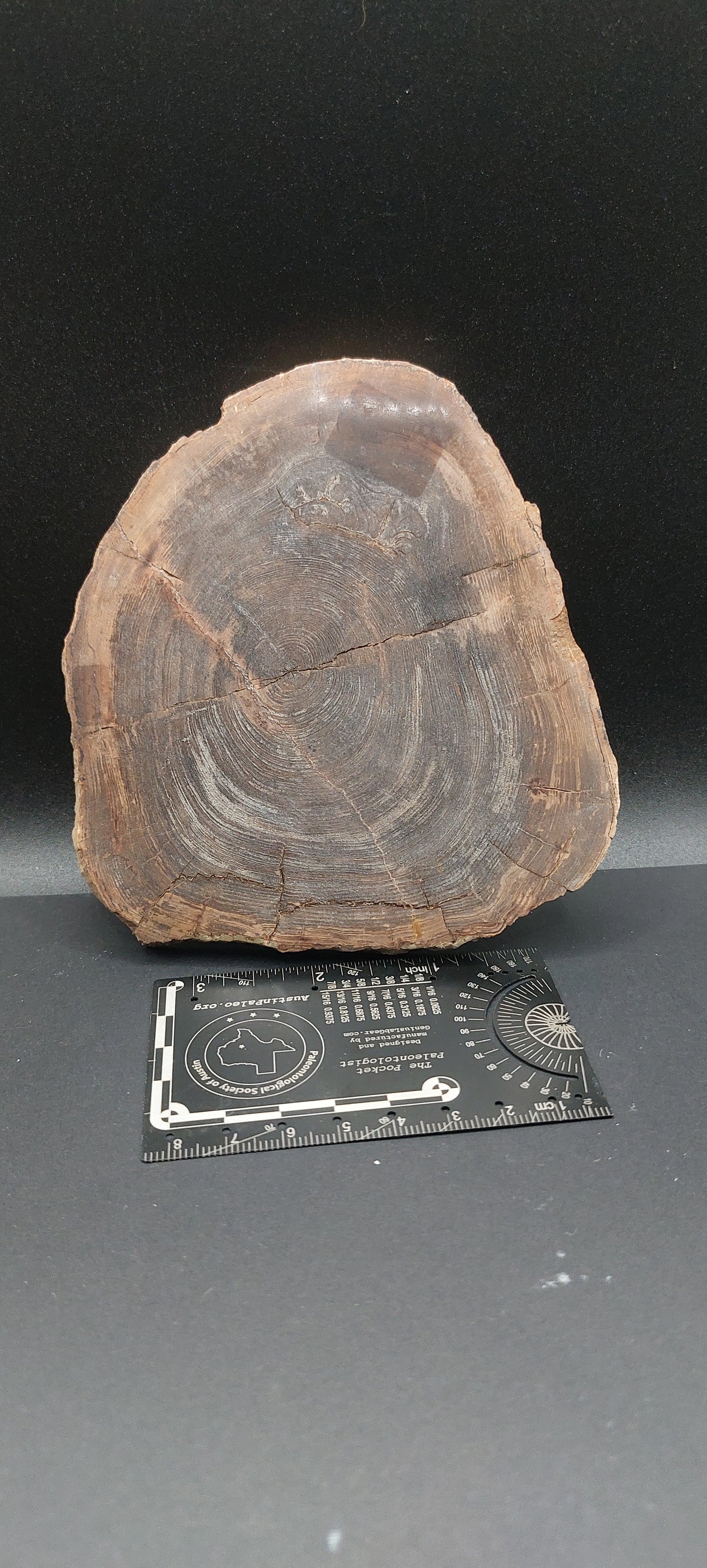 Petrified Wood-Oregon 01