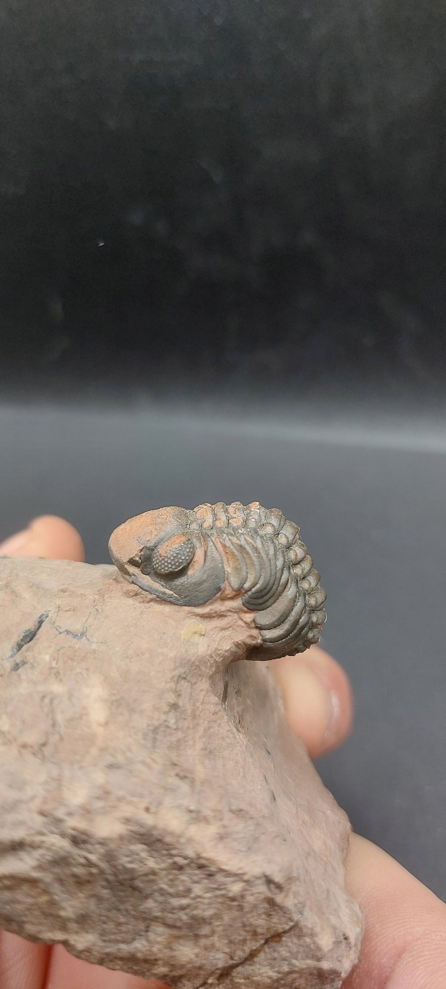 Reedops sp.-Morocco A2