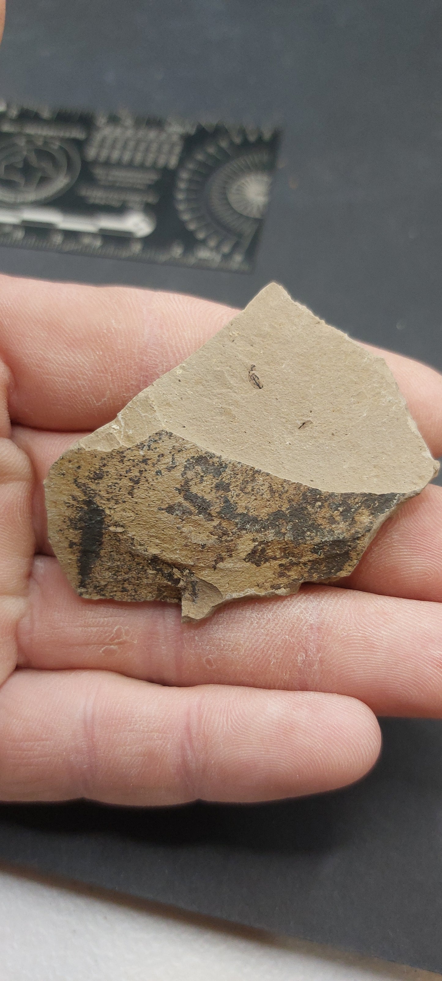 Metasequoia Leaf-Montana 05