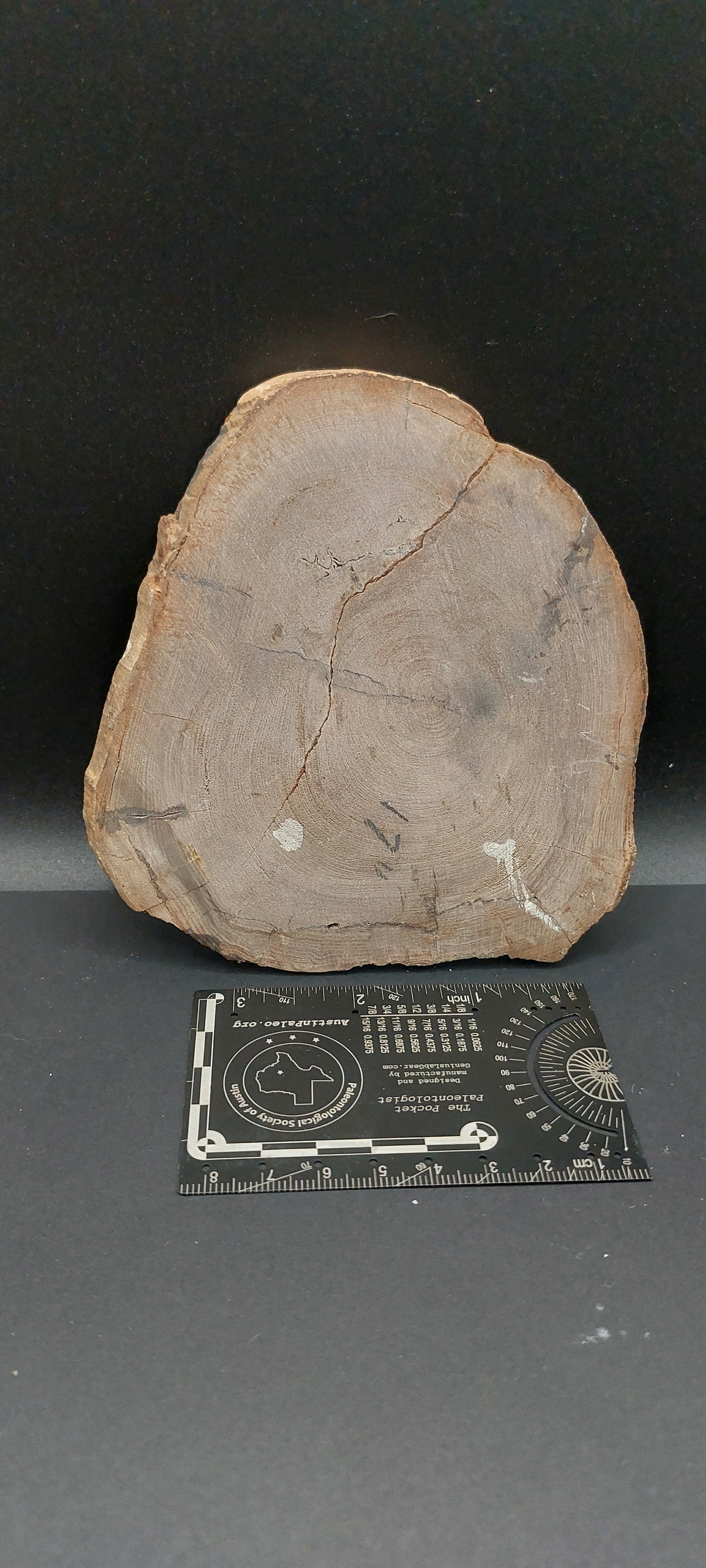 Petrified Wood-Oregon 01
