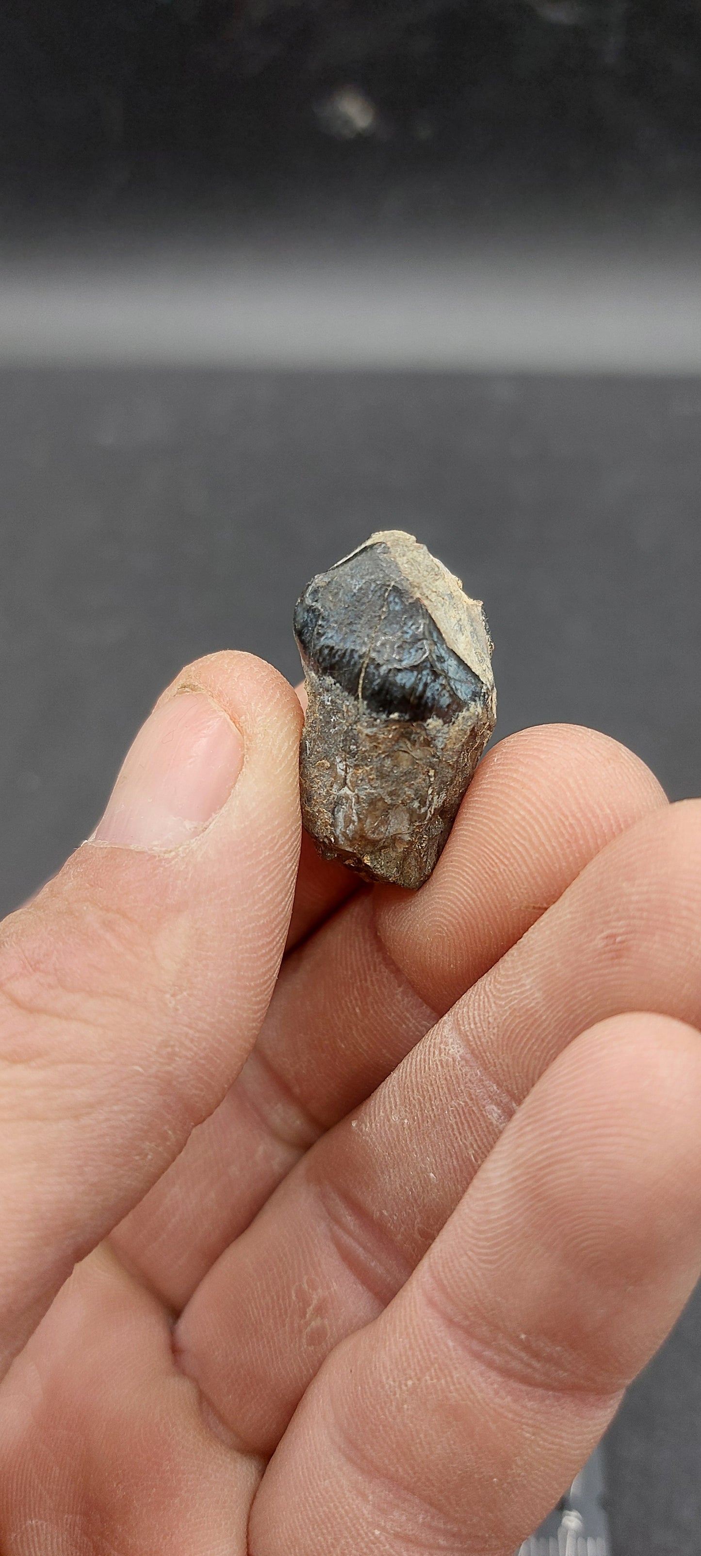 Coryphodon sp. Tooth-Wyoming 02