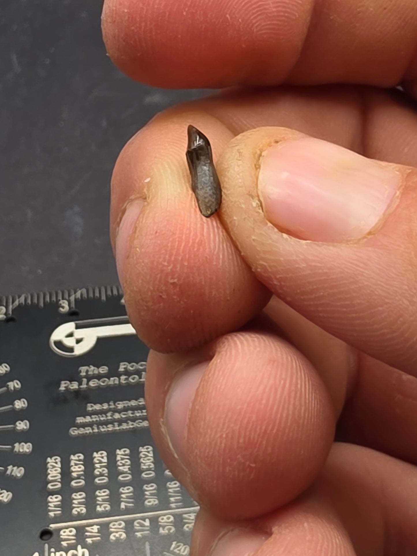 Thescelosaurus Tooth-Montana 04