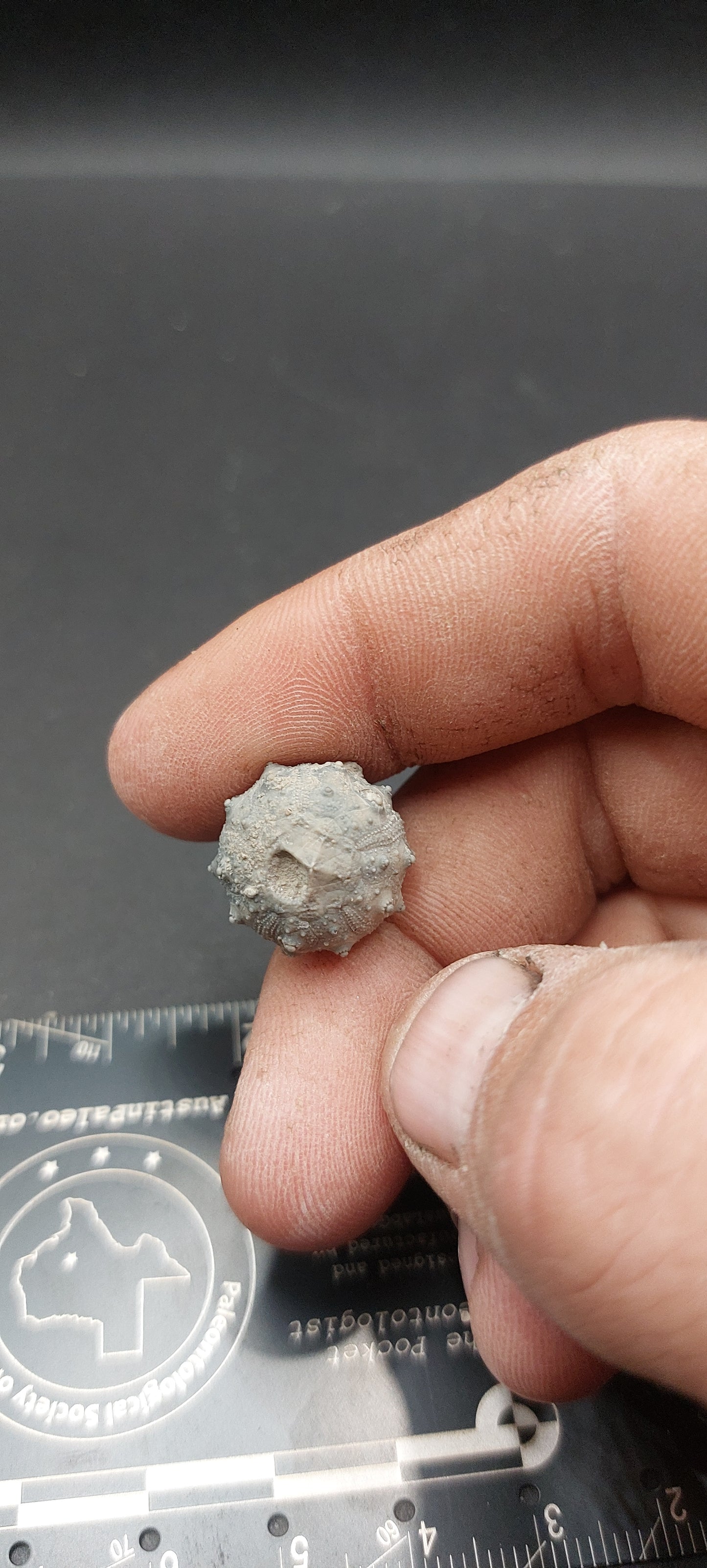 Goniophorus sp.-Texas 02
