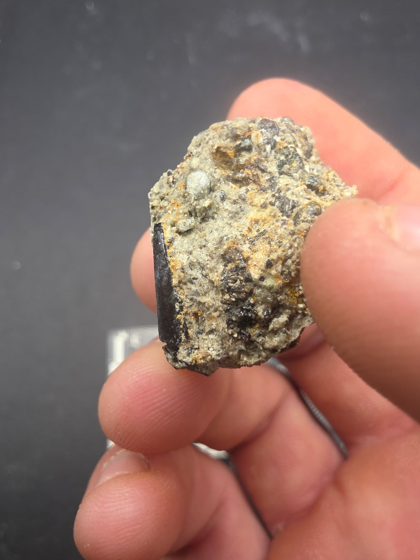 Apatosaurinae Tooth-Colorado
