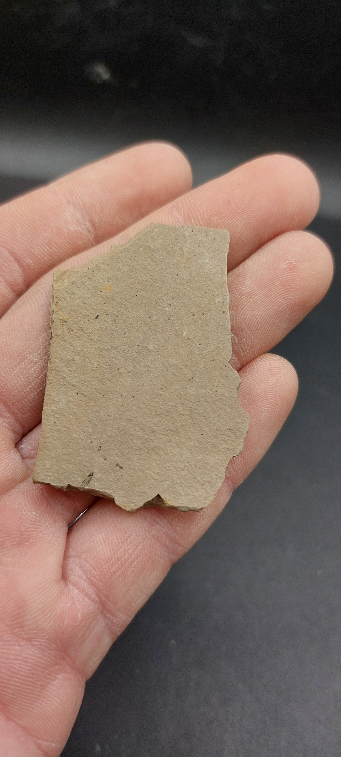 Metasequoia Leaf-Montana 02