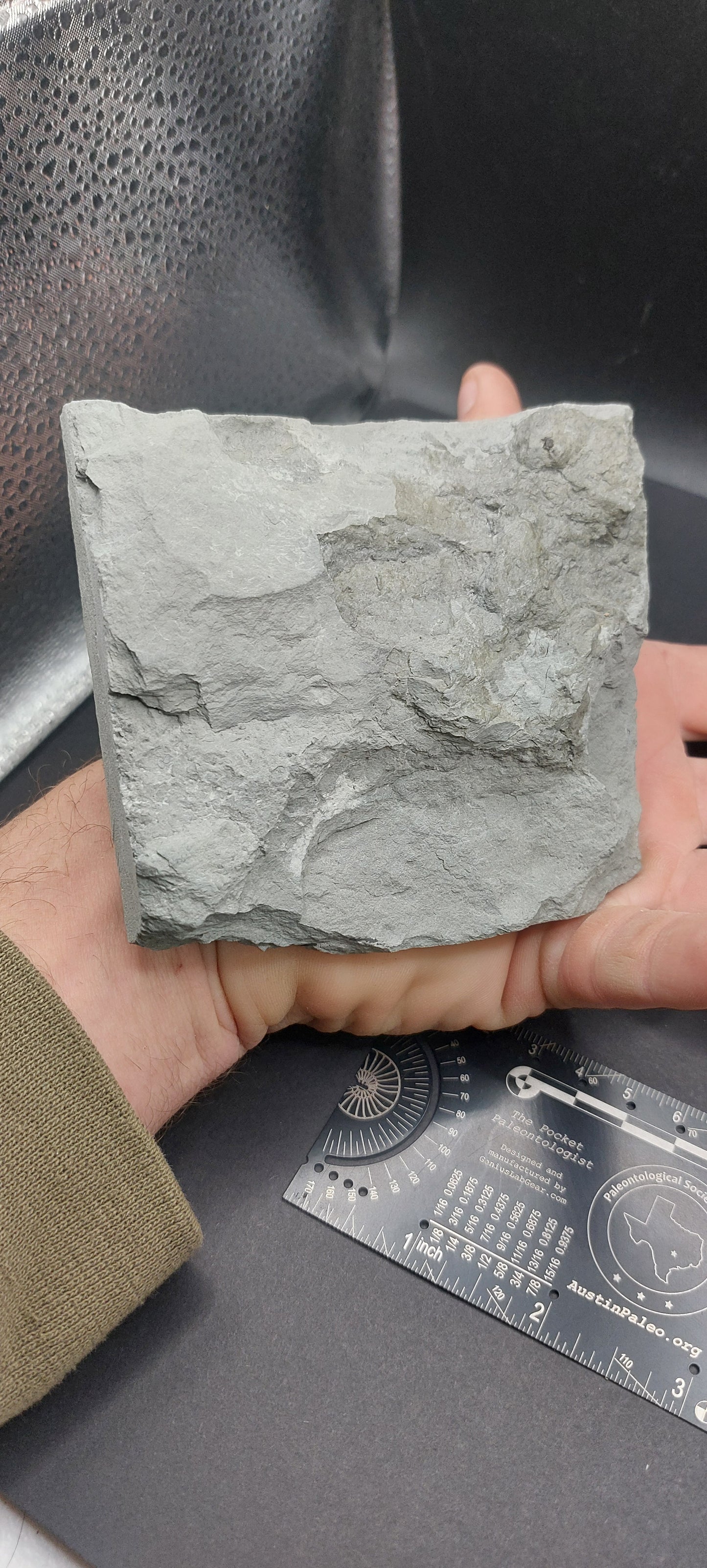 Iocrinus sp.-Ohio