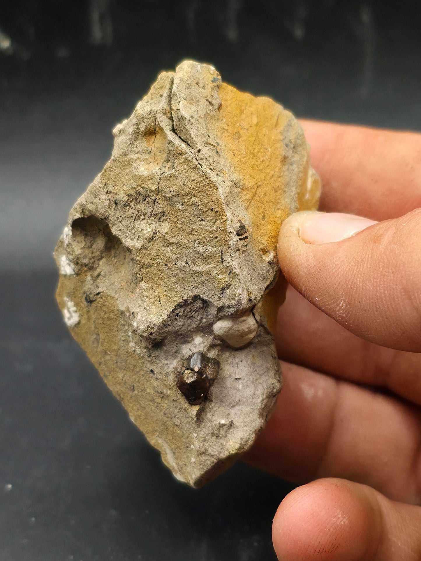 Hadrosaur Spit Tooth-Texas