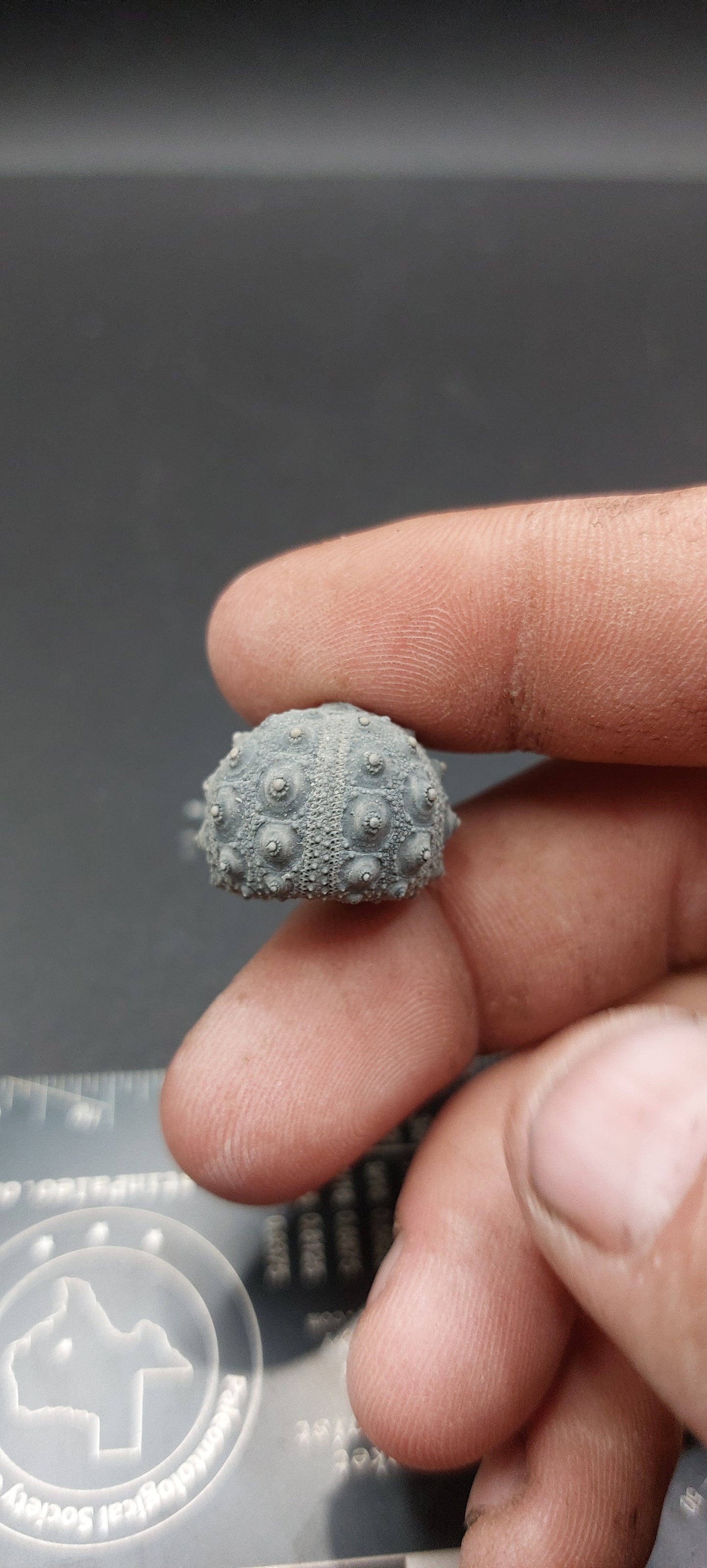 Goniophorus sp.-Texas 05
