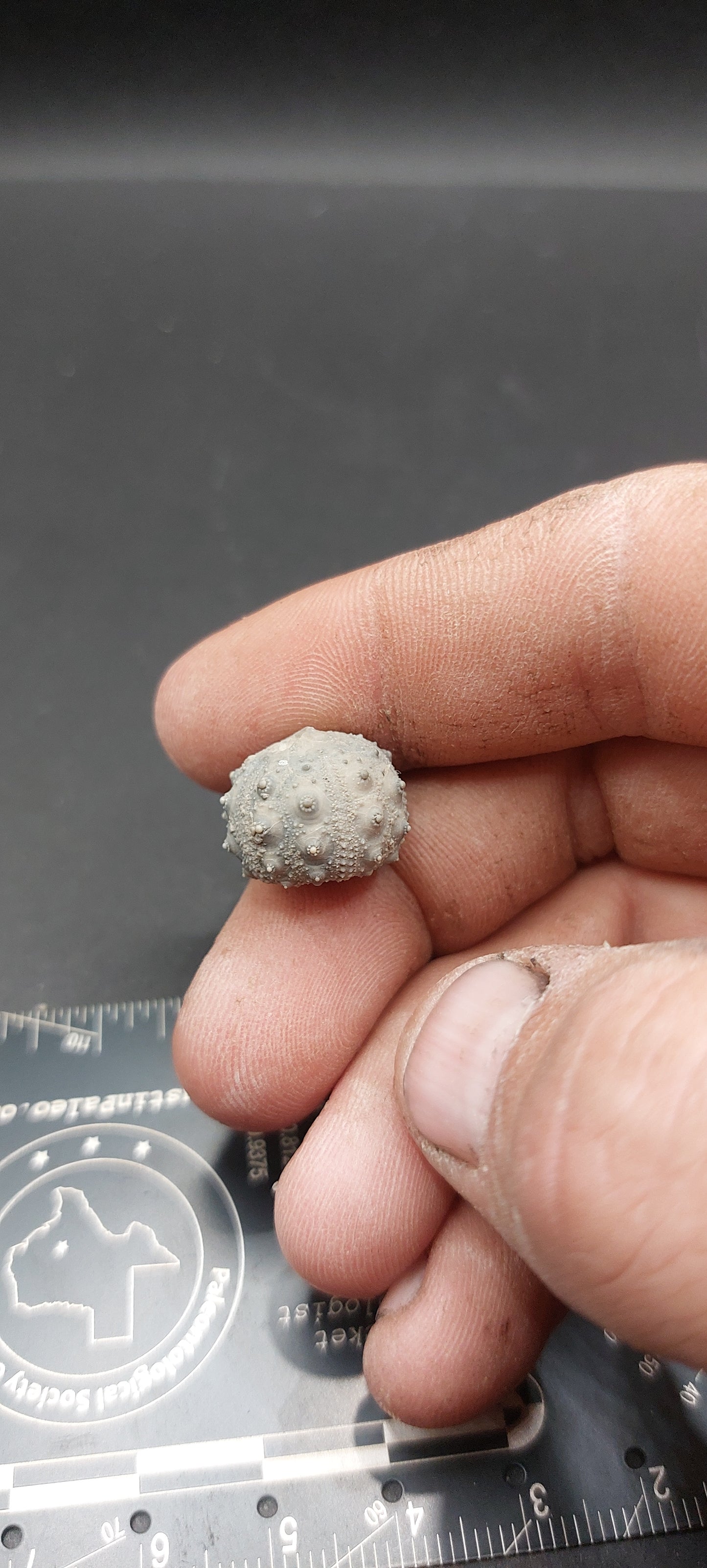 Goniophorus sp.-Texas 02