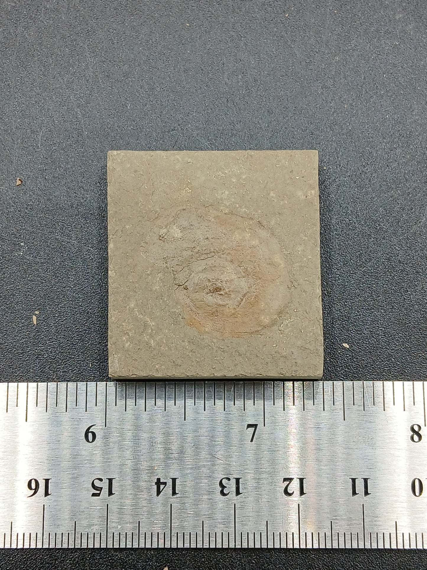 Anthracoceras beargulchensis-Montana-BG67