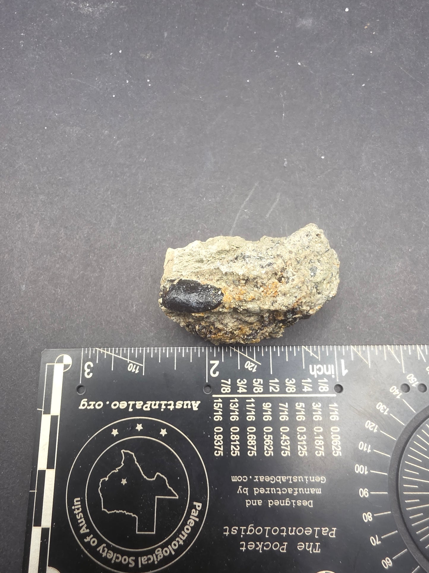 Apatosaurinae Tooth-Colorado