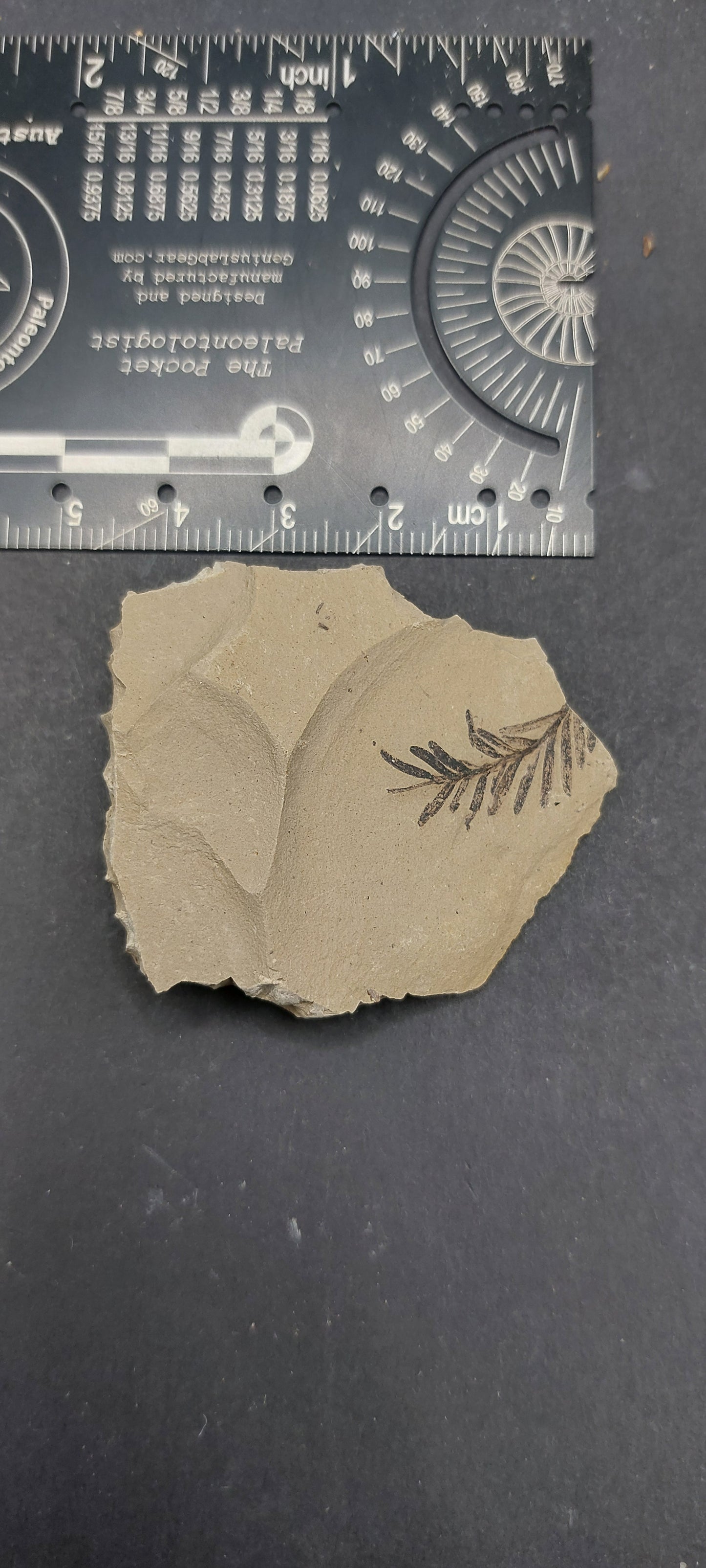 Metasequoia Leaf-Montana 04