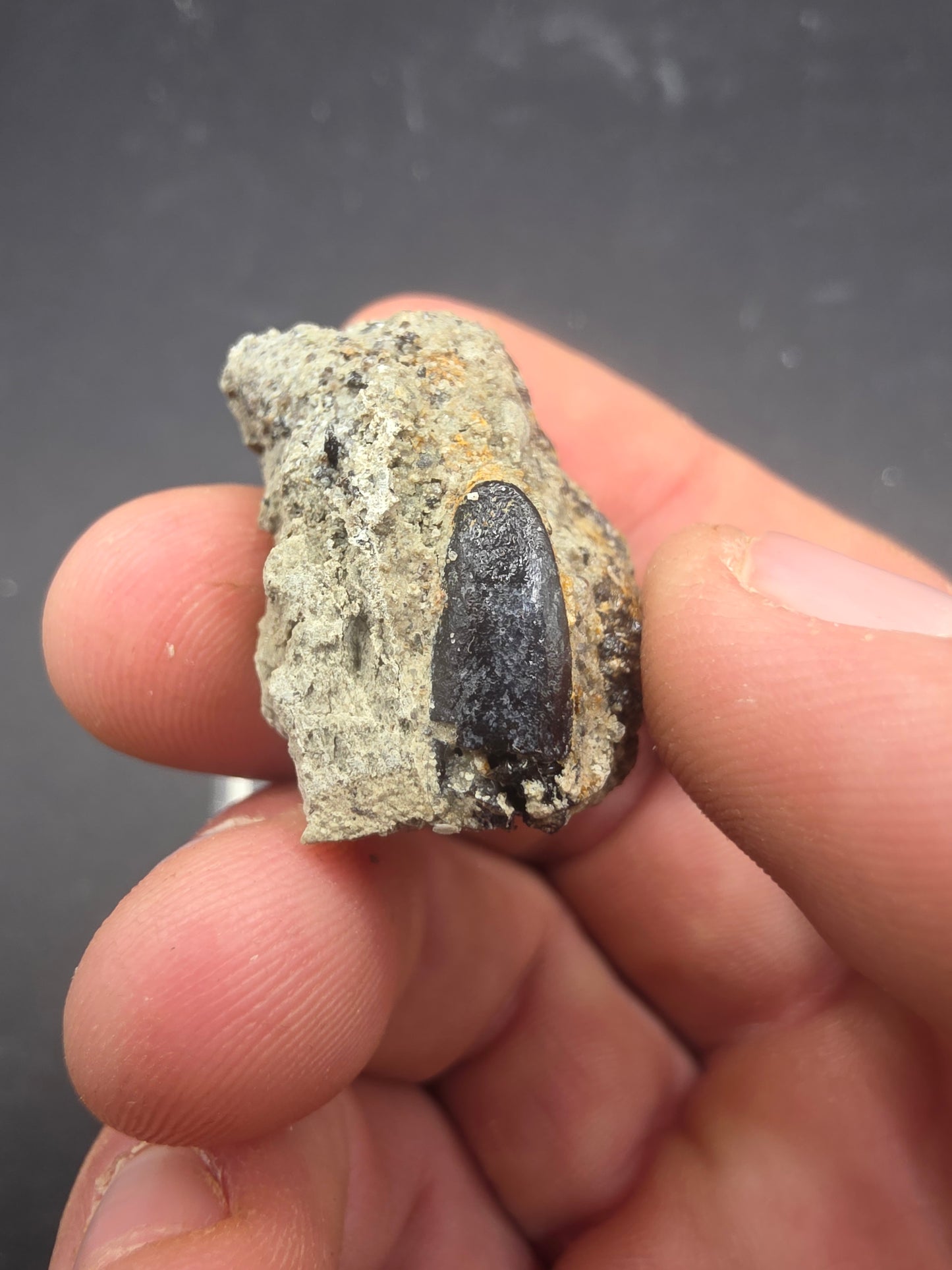 Apatosaurinae Tooth-Colorado
