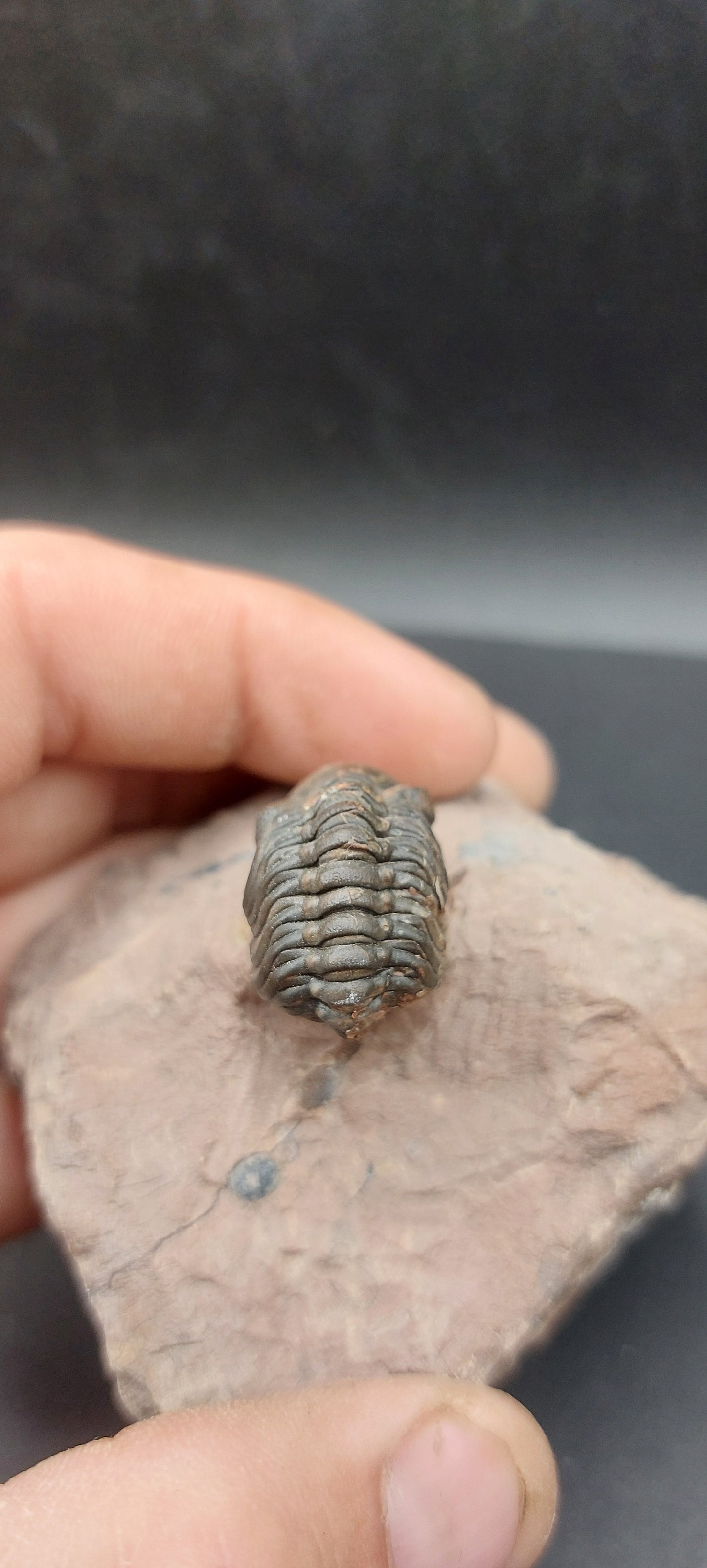 Reedops sp.-Morocco A2