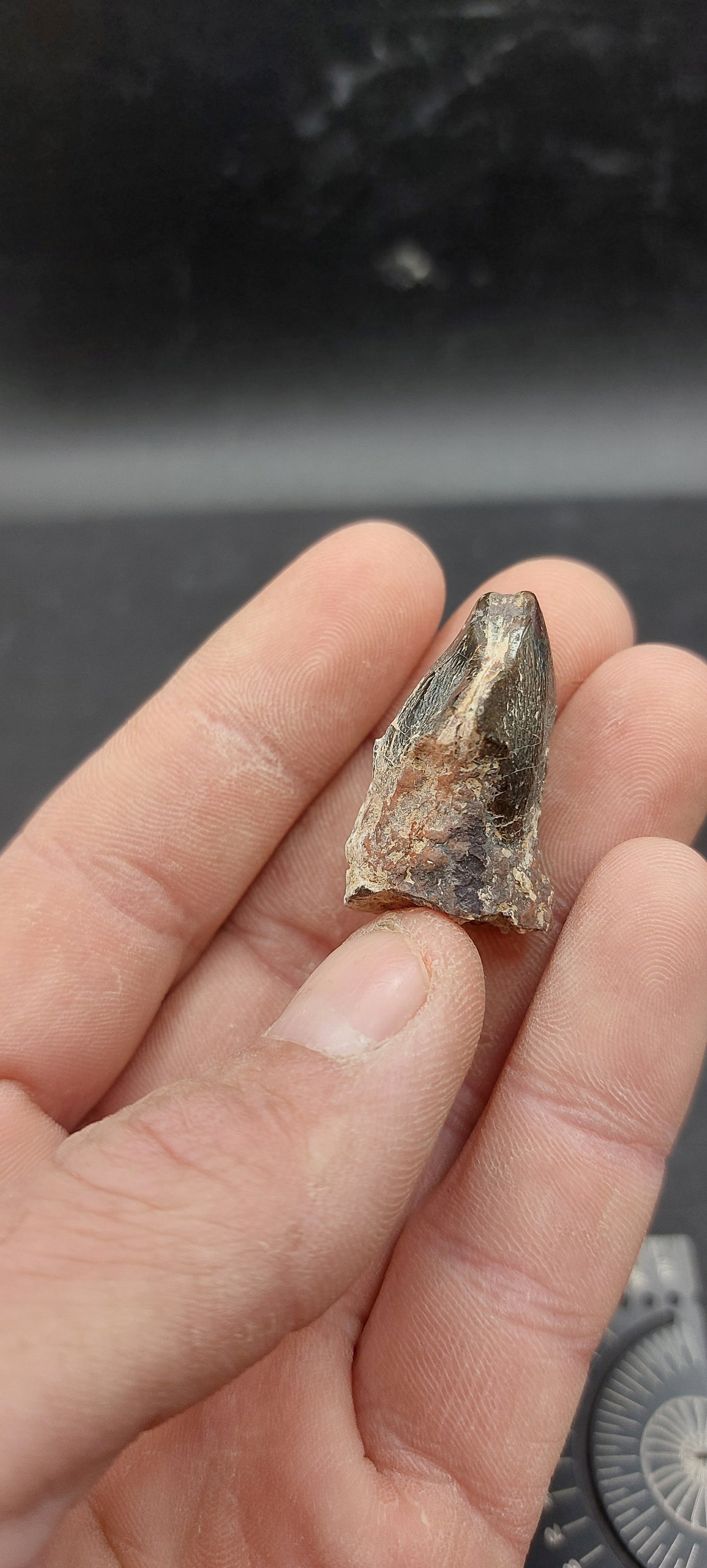 Coryphodon sp. Tooth-Wyoming 01
