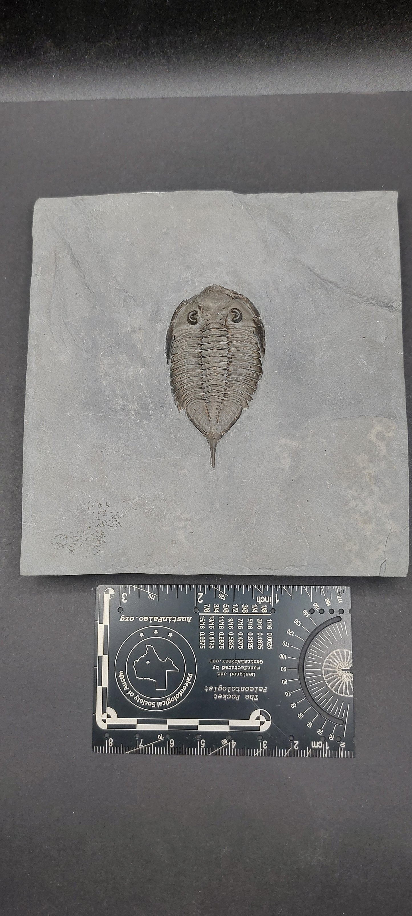 Dalmanites limulurus-New York