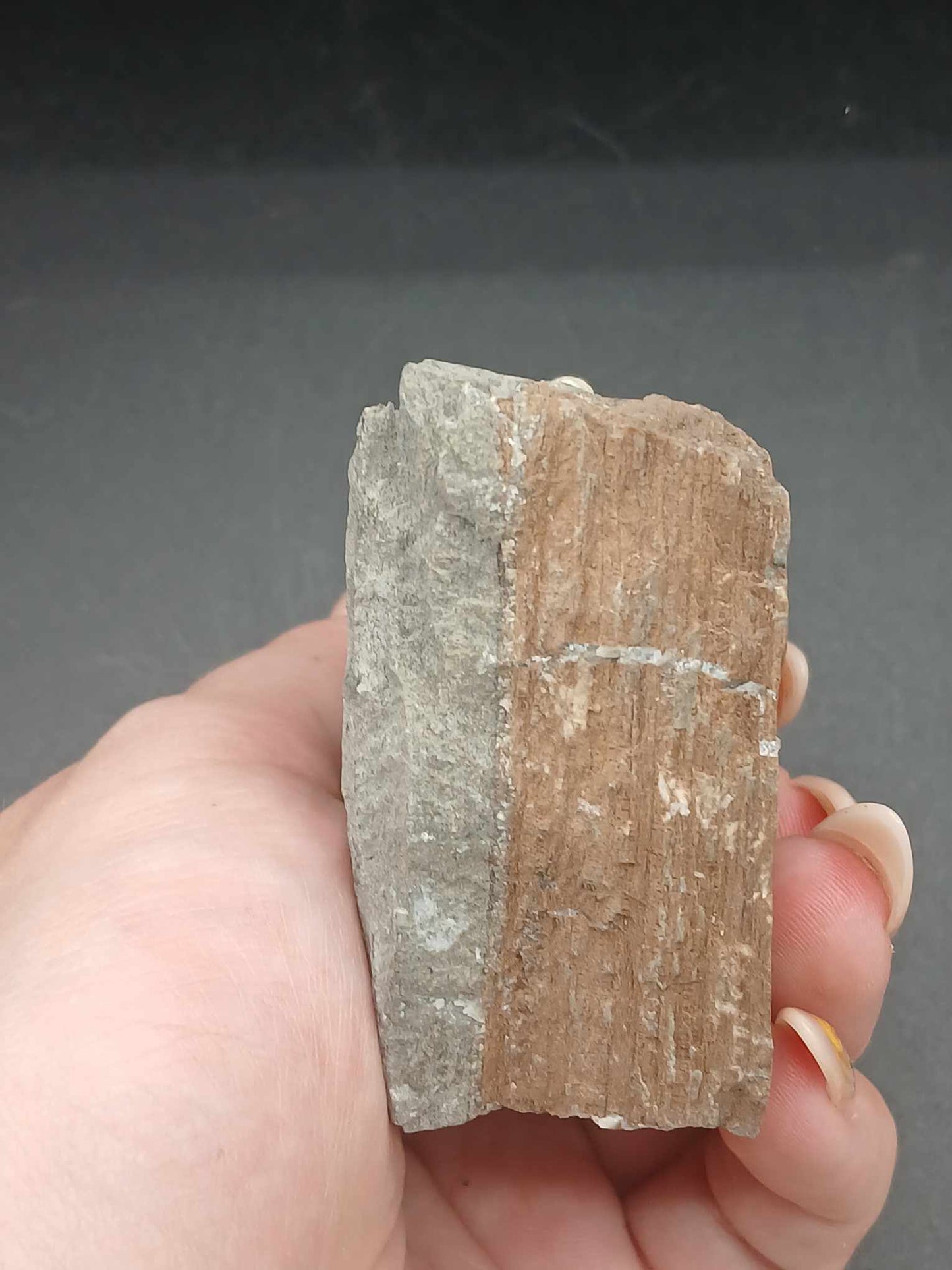 Promicroceras planicosta-England 001