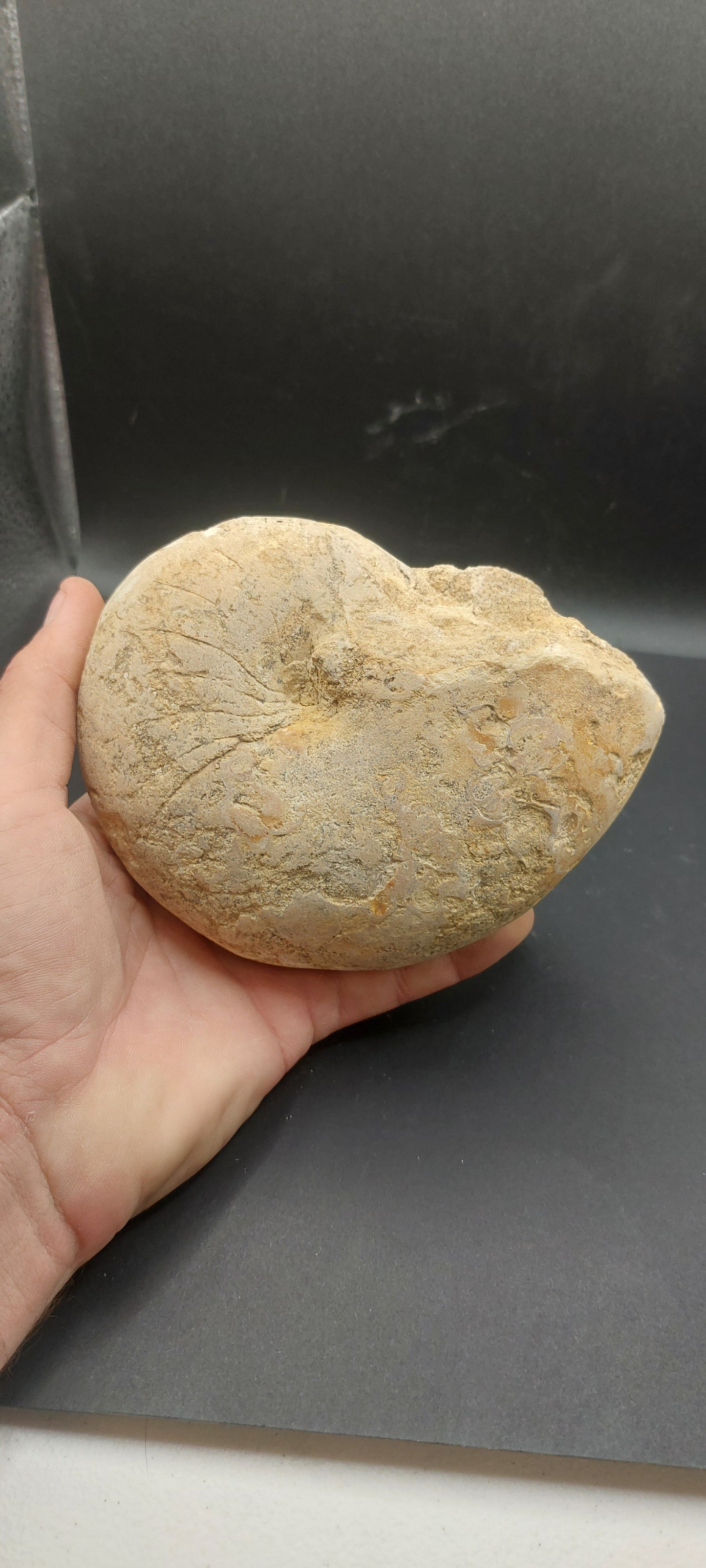 Cymatoceras texanum-Texas 01