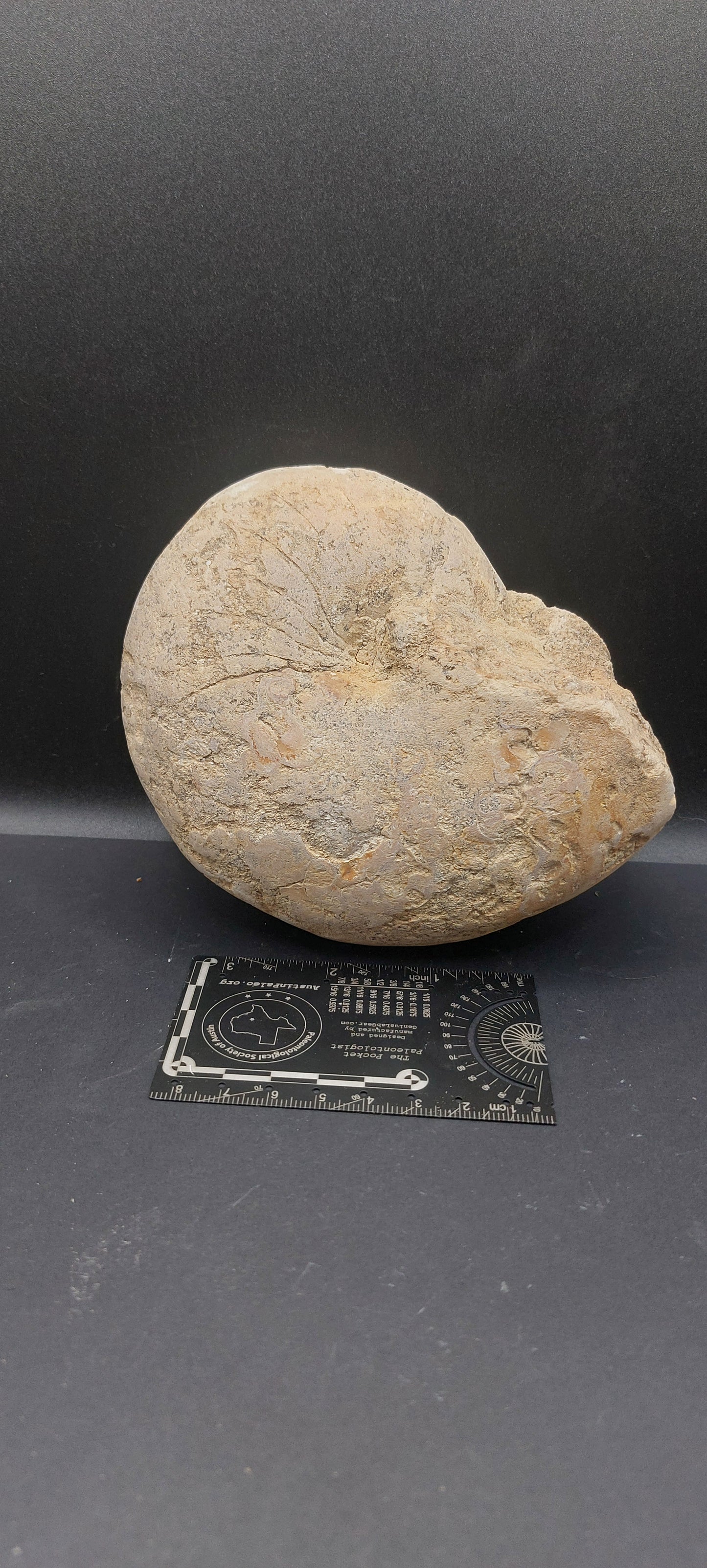 Cymatoceras texanum-Texas 01