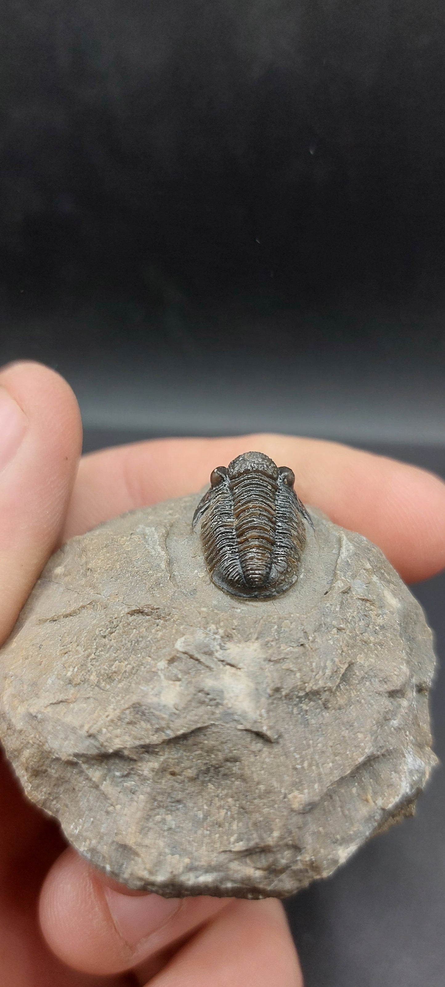Gerastos sp. -Morocco 06