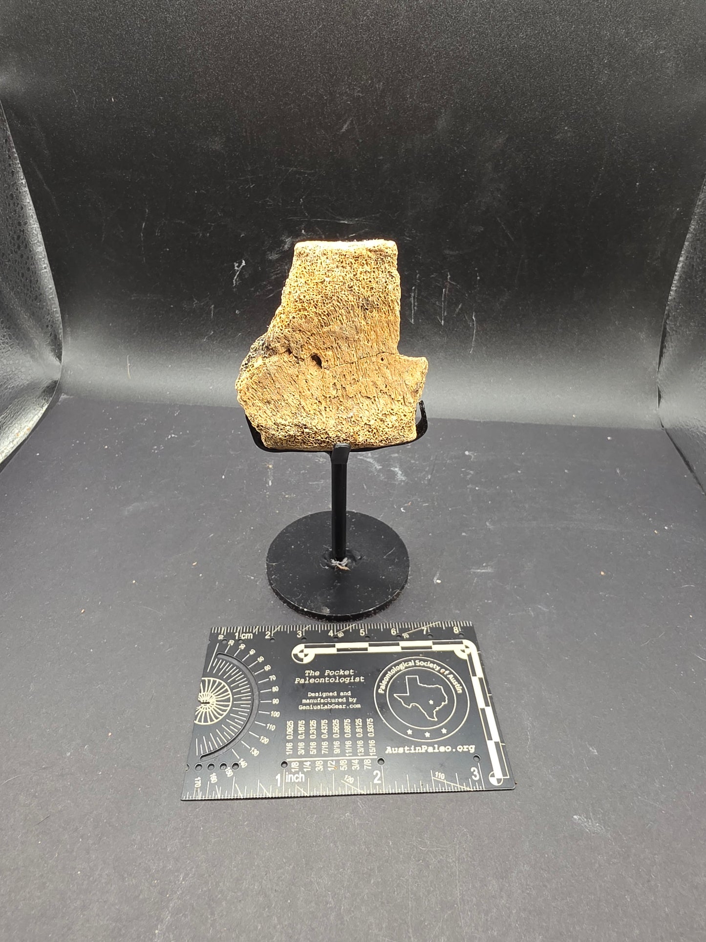 Partial Hadrosaur Vertebra on Stand-Montana
