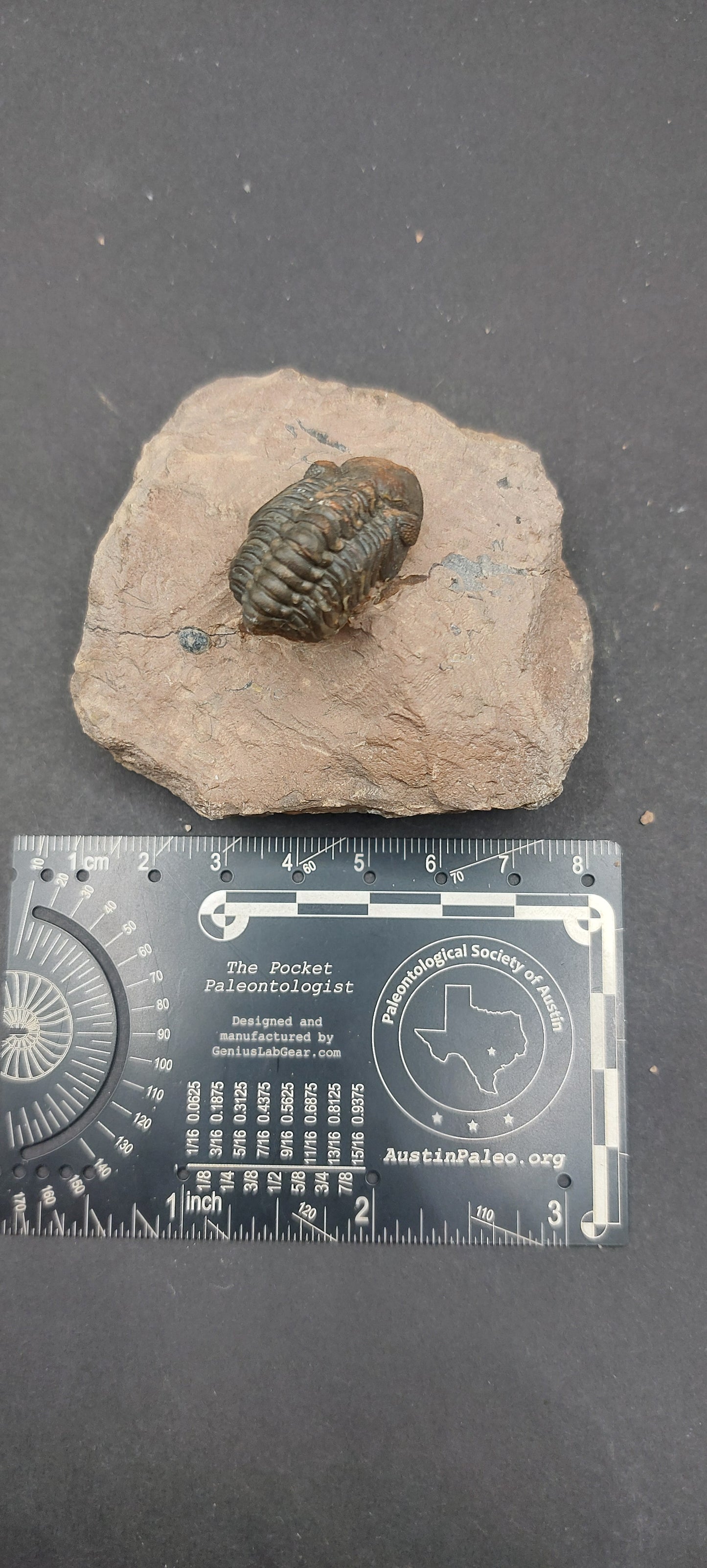Reedops sp.-Morocco A2