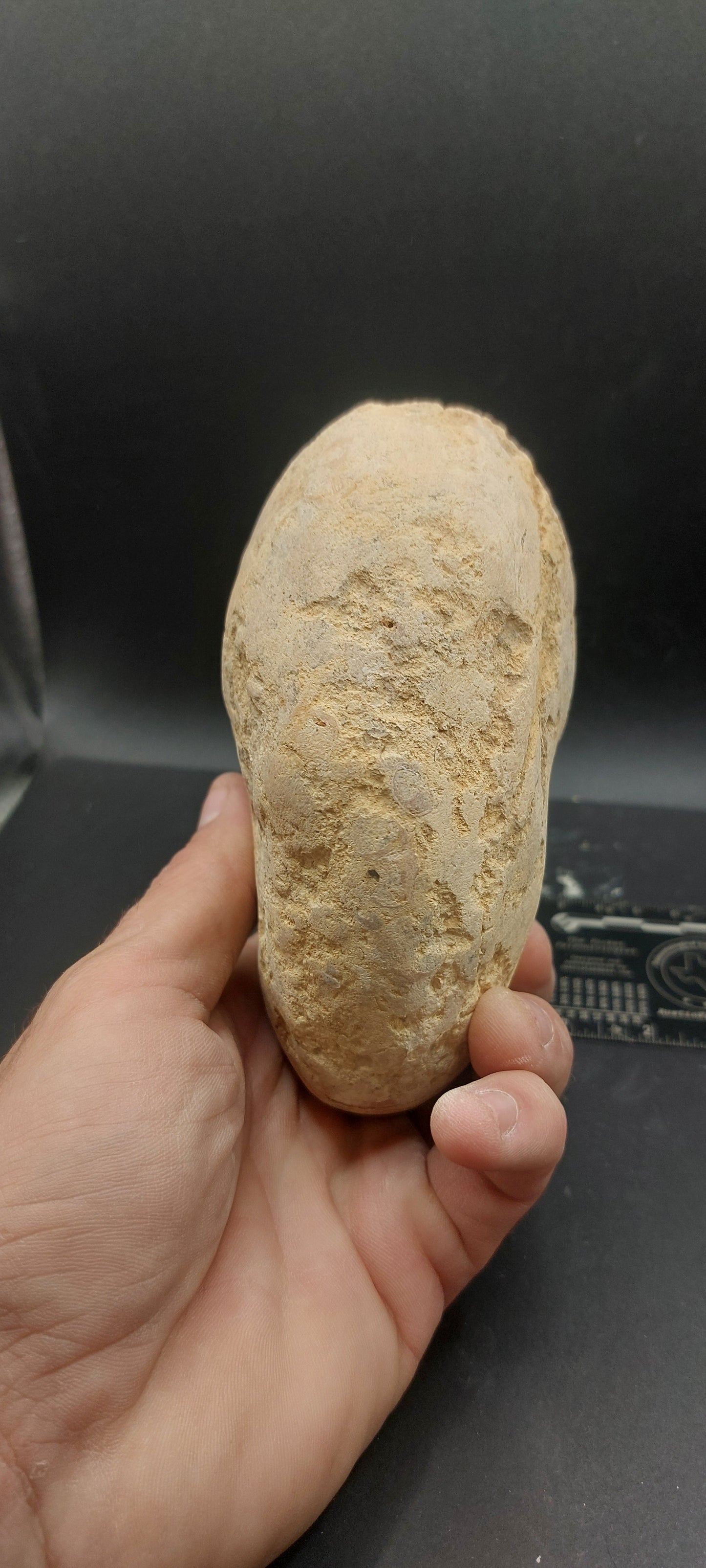Cymatoceras texanum-Texas 05