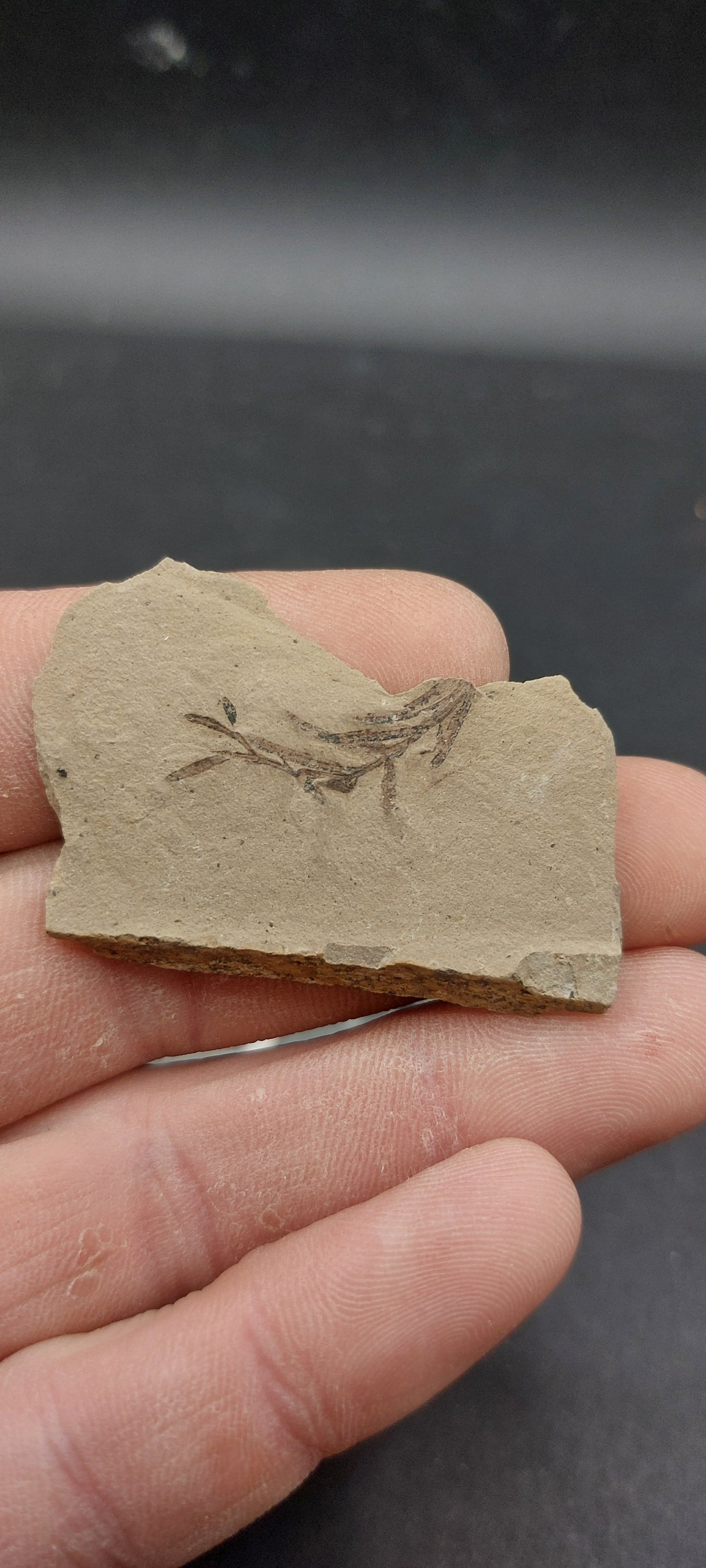 Metasequoia Leaf-Montana 09