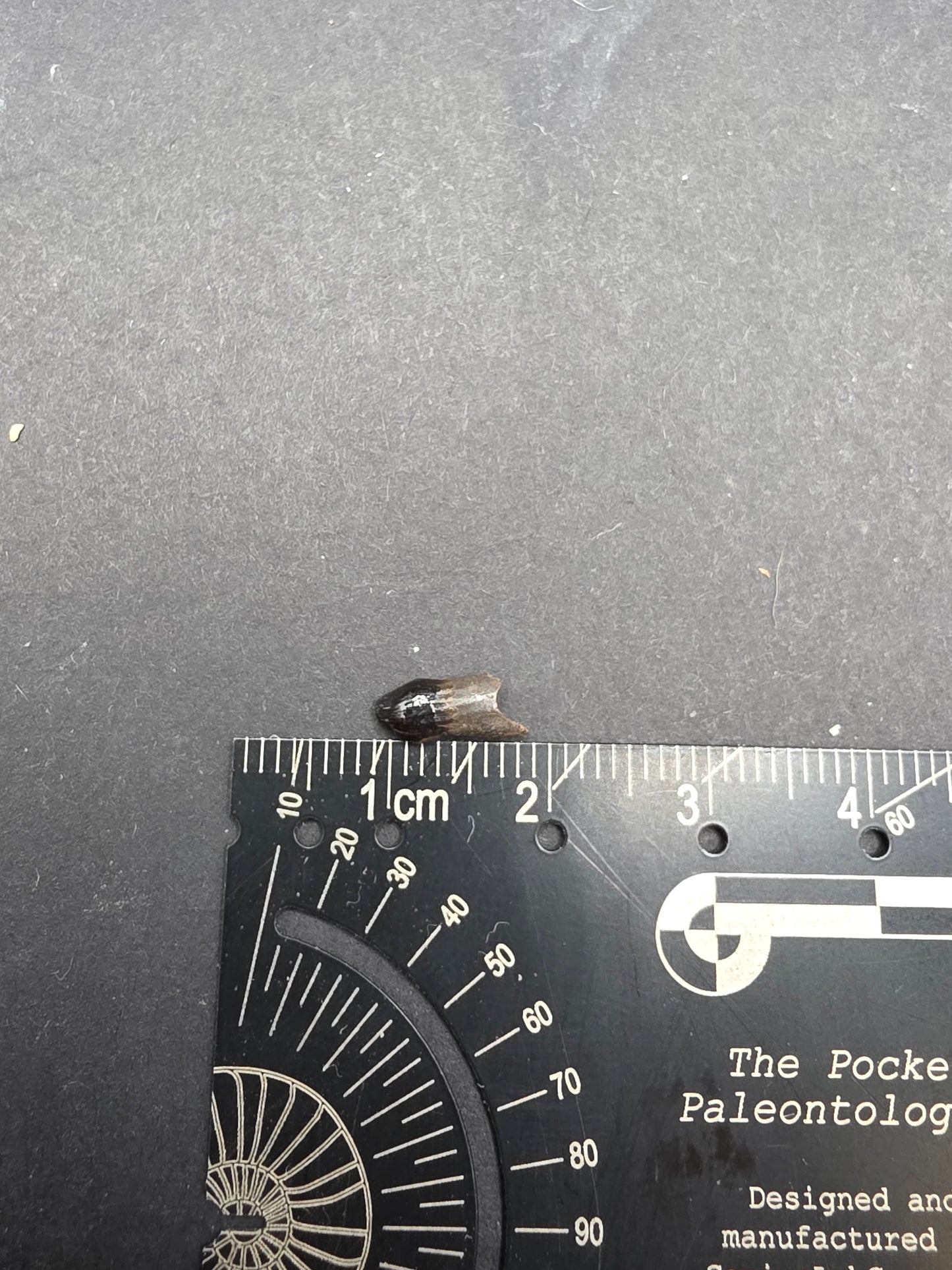 Thescelosaurus Tooth-Montana 04