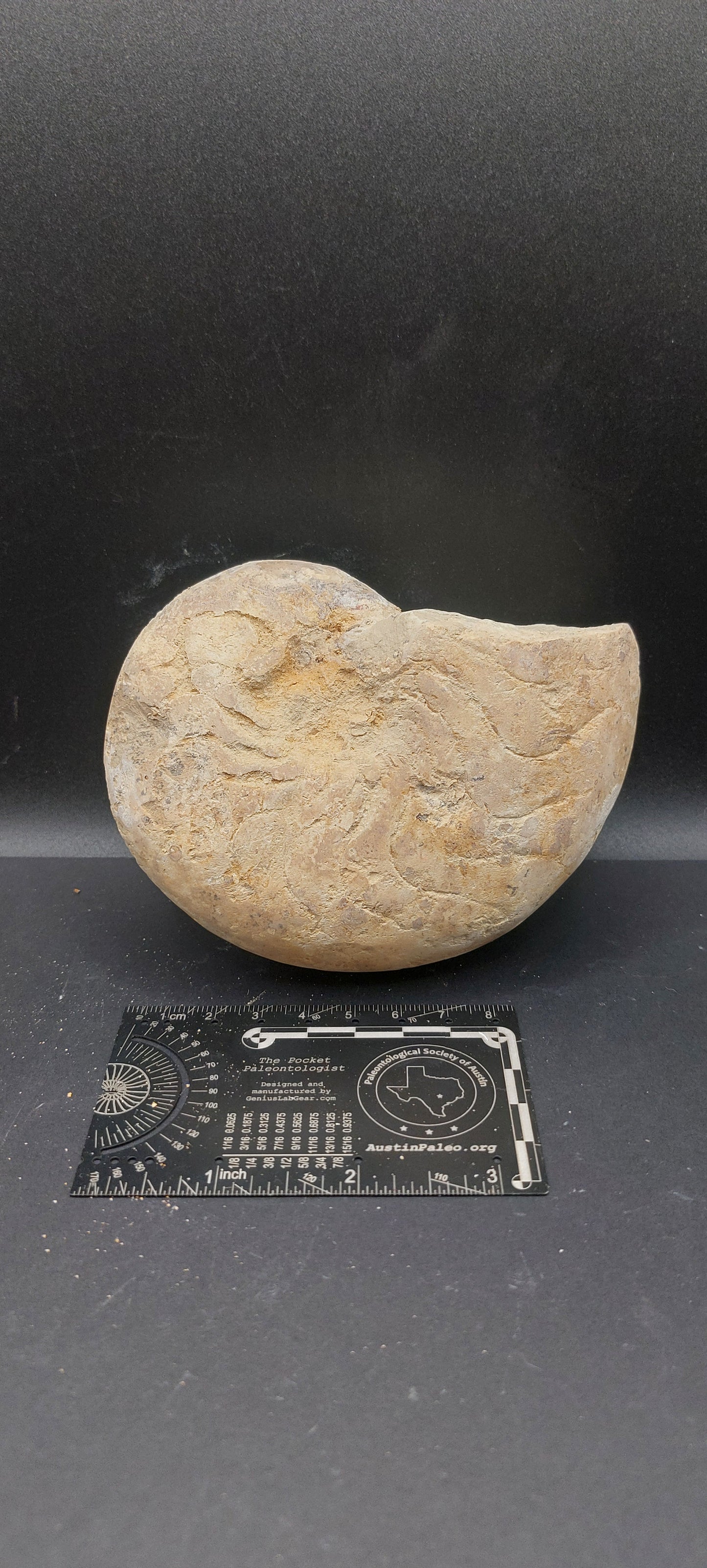 Cymatoceras texanum-Texas 03