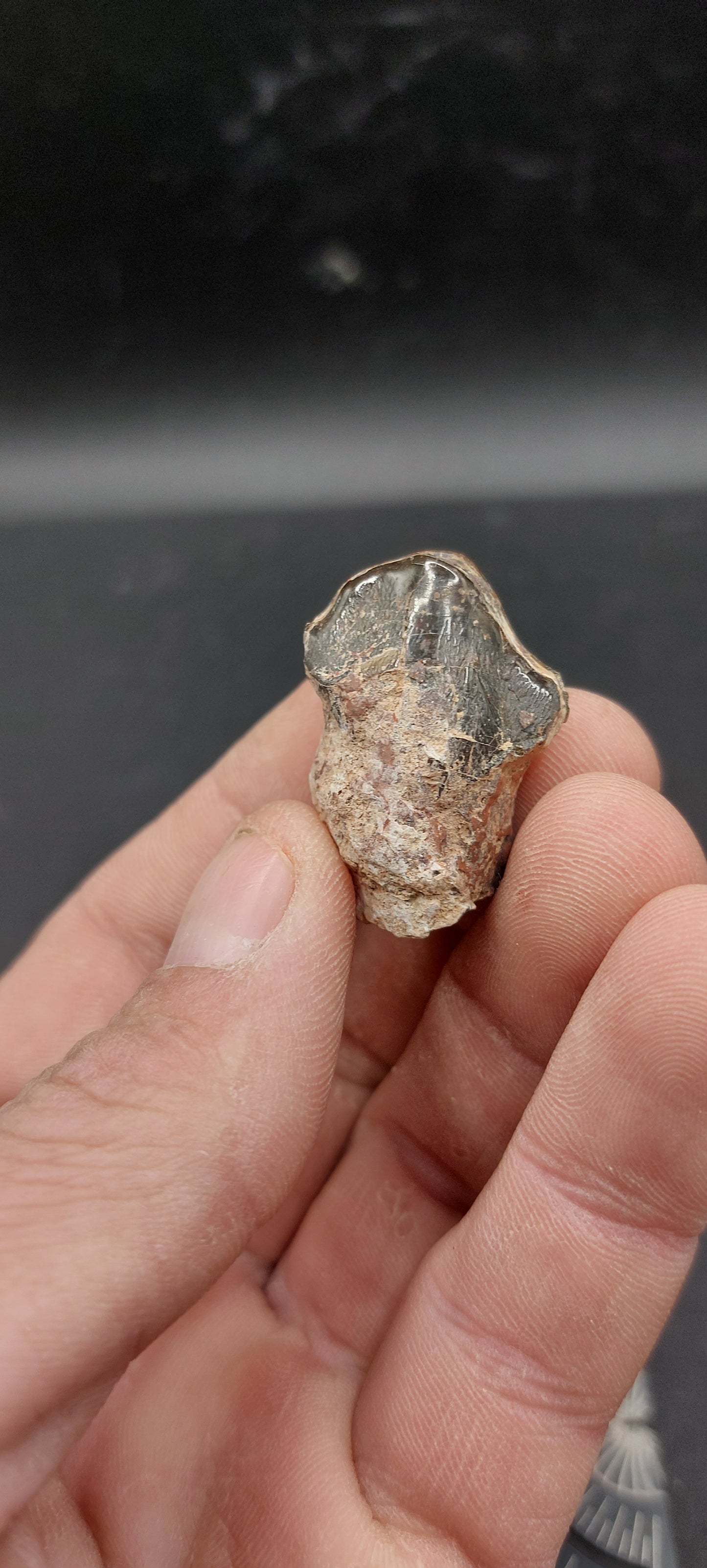 Coryphodon sp. Tooth-Wyoming 01