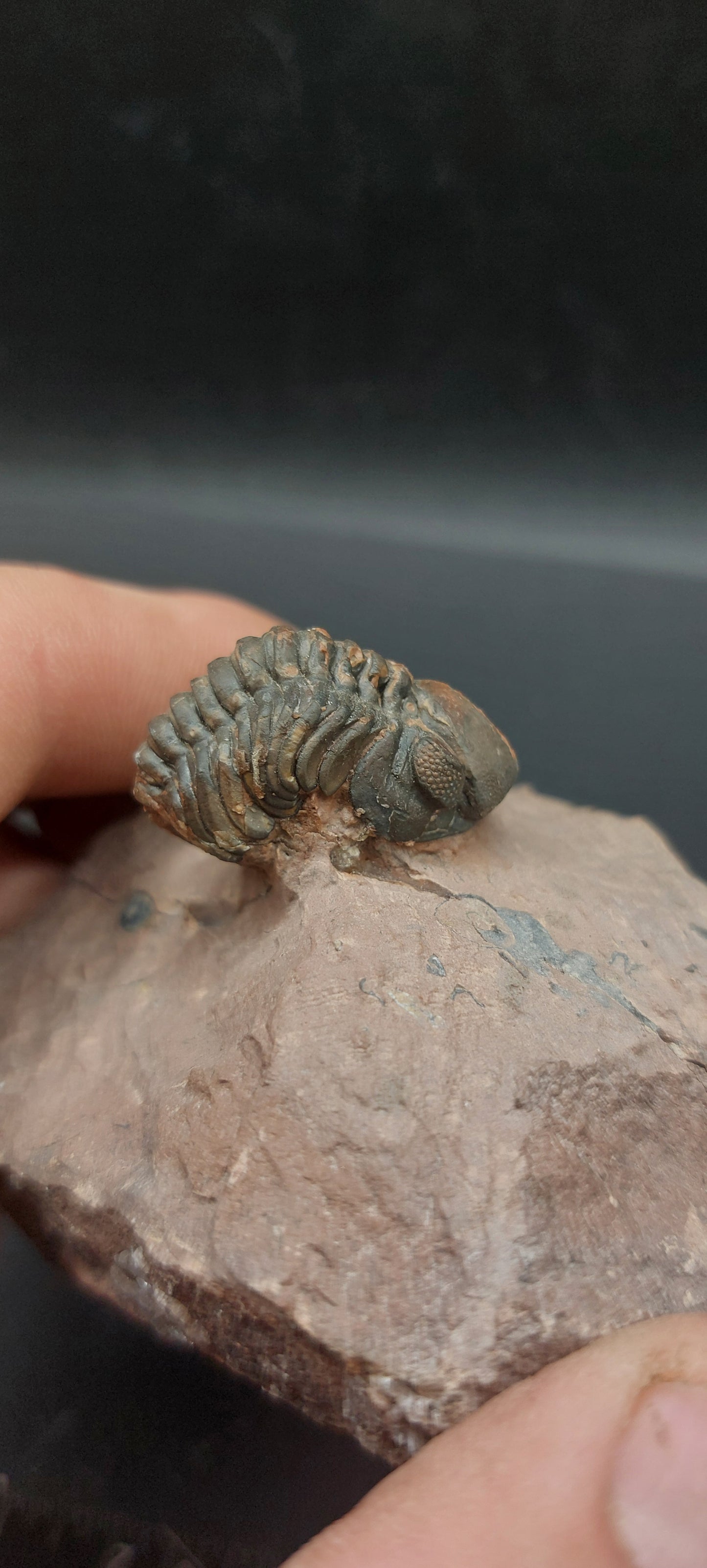 Reedops sp.-Morocco A2