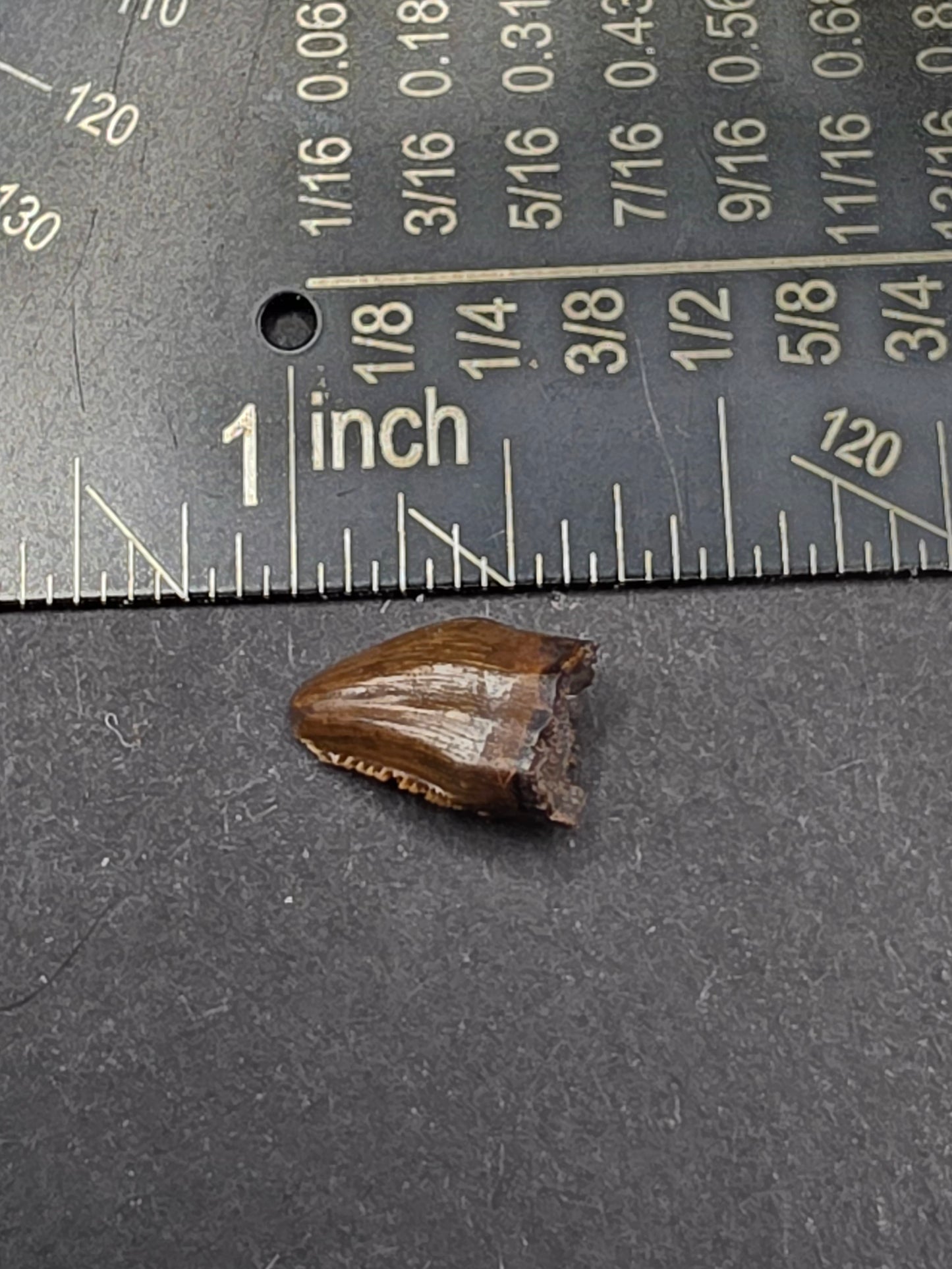 Pachycephalosaur Tooth-Montana 01