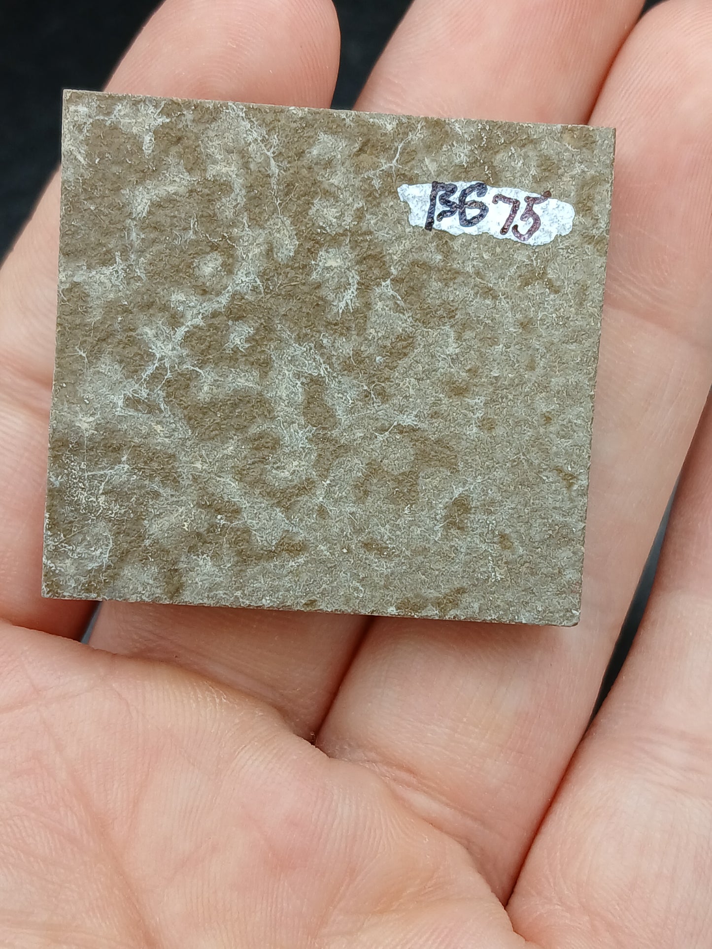 Anthracoceras beargulchensis w/ Jaws-Montana-BG75