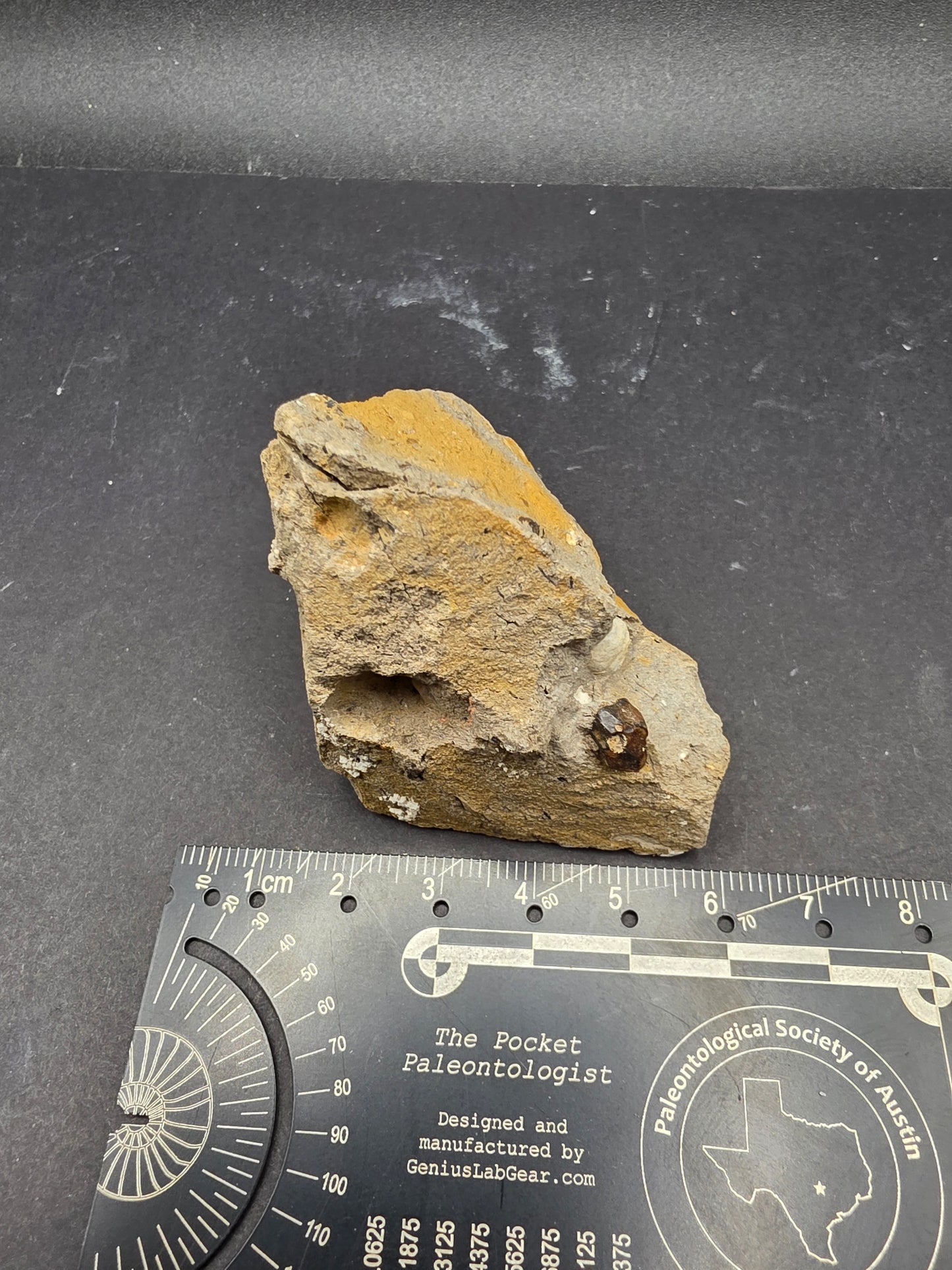 Hadrosaur Spit Tooth-Texas