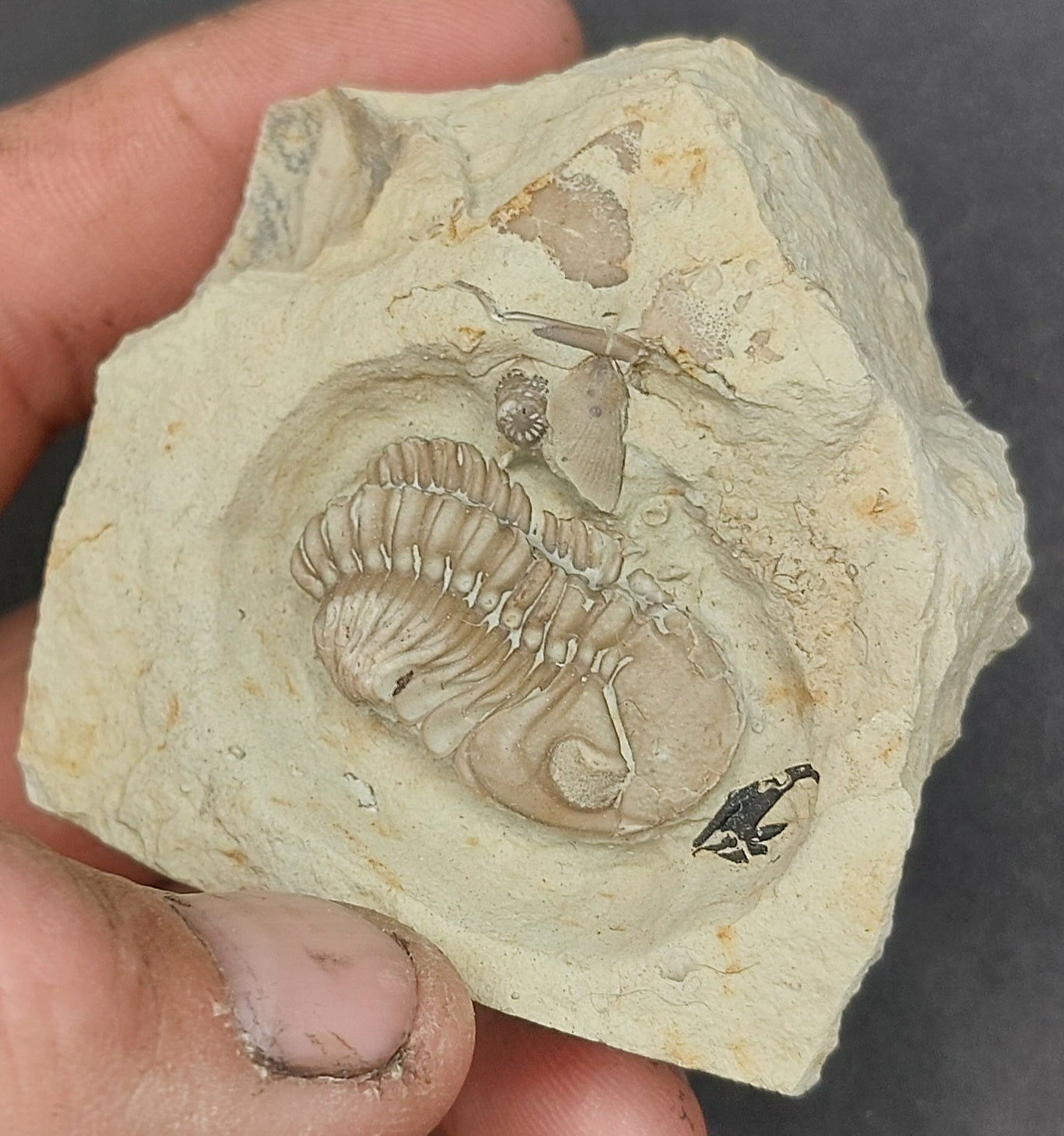 Kainops invius-Oklahoma