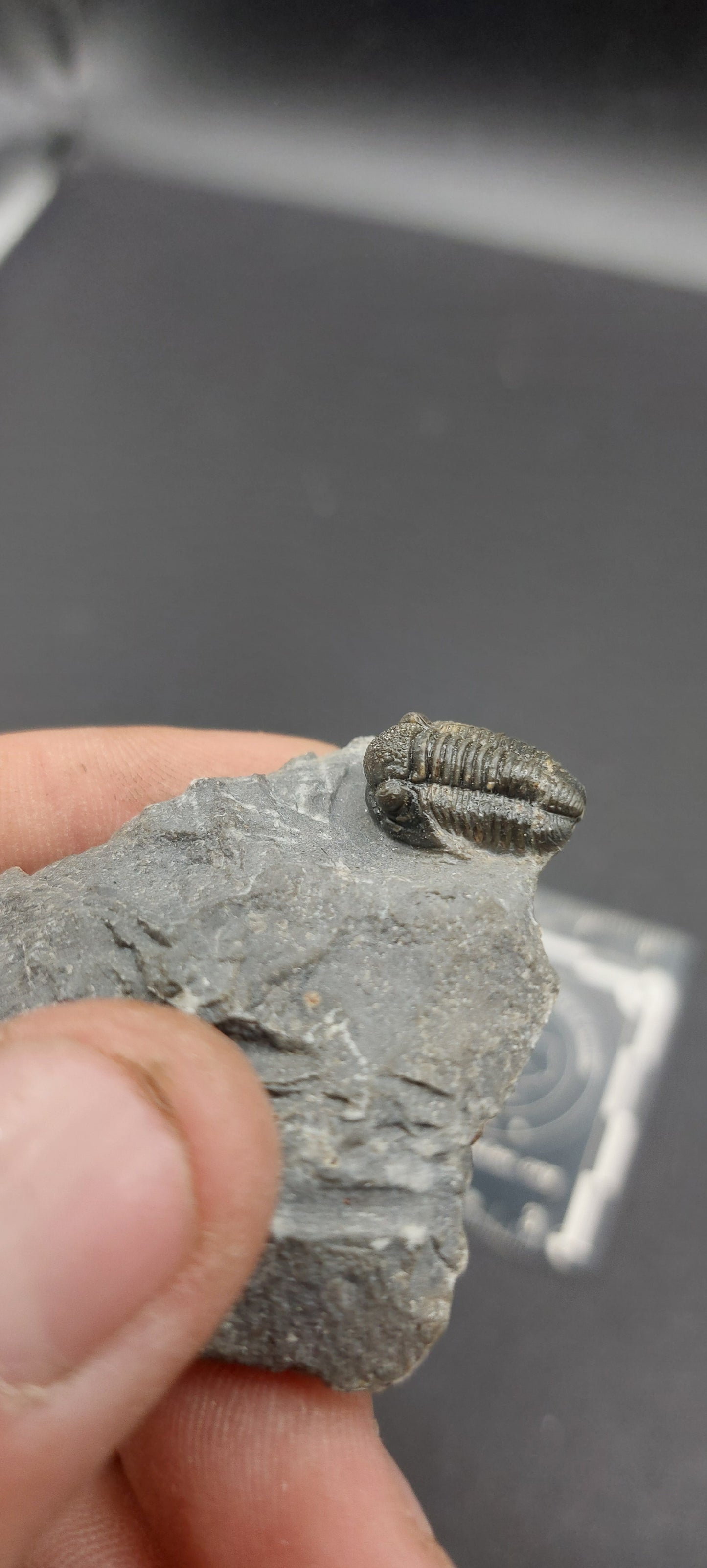 Gerastos sp.-Morocco 01