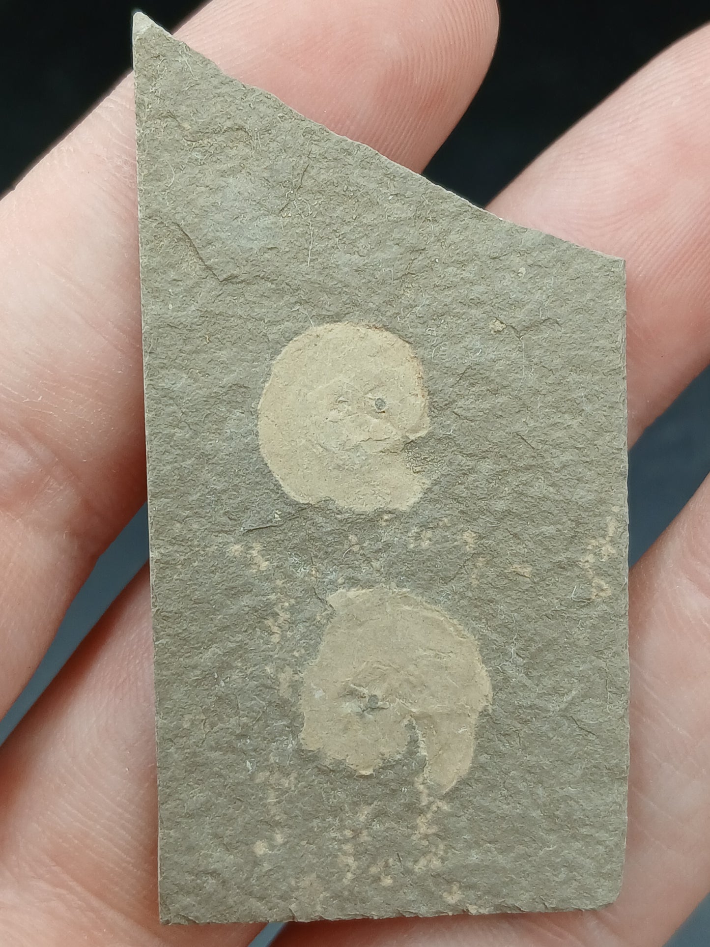 Anthracoceras beargulchensis-Montana-BG70
