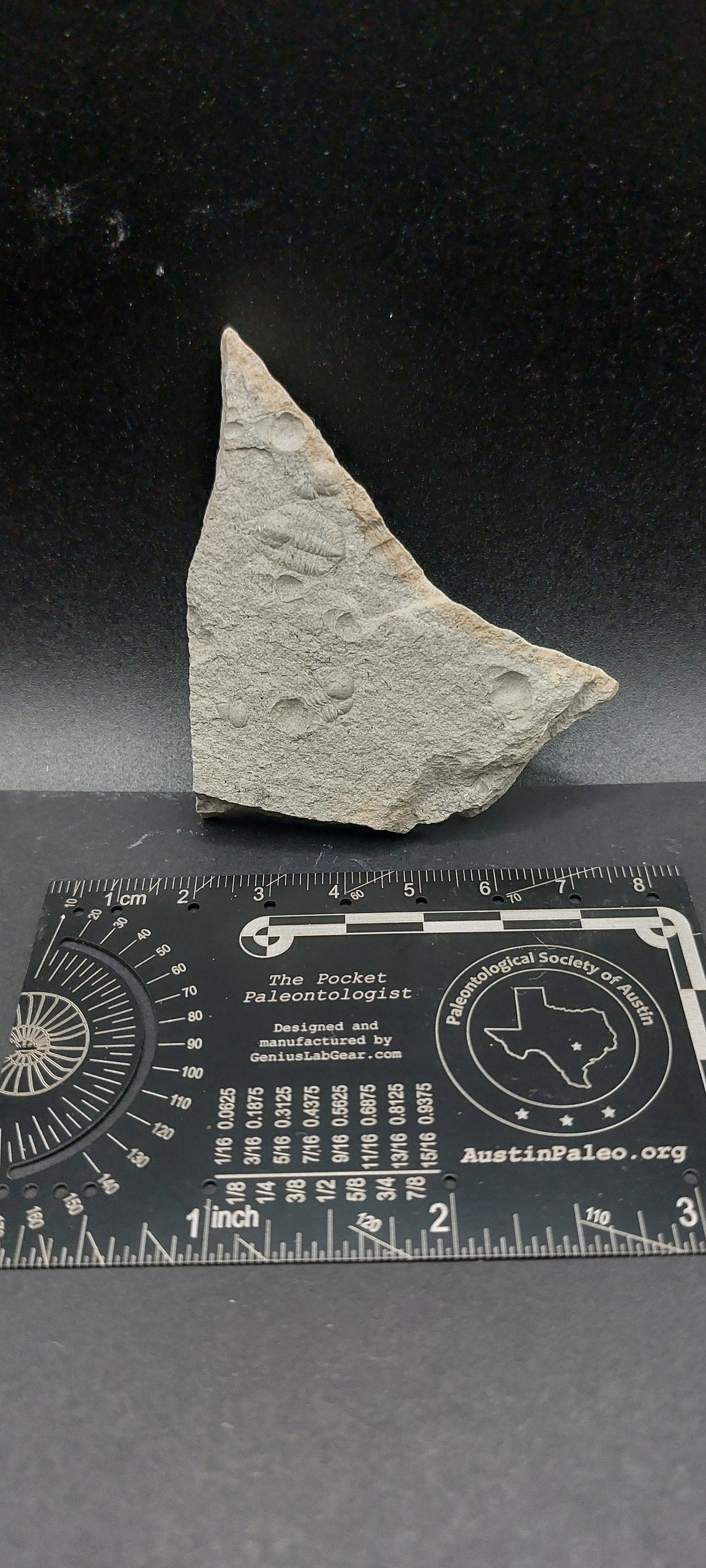 Ampyxina bellatula-Missouri 04