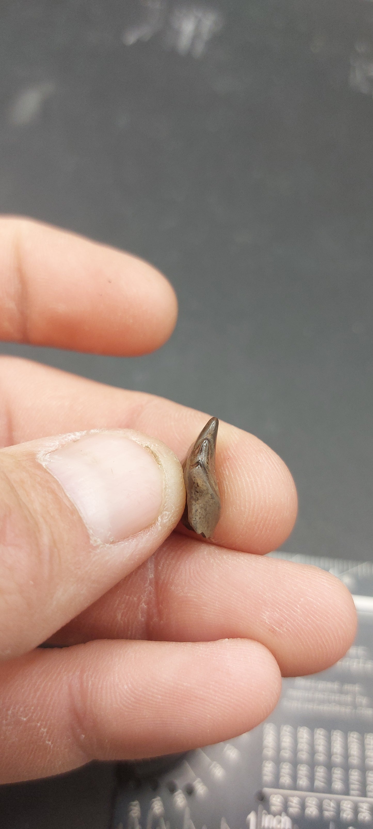 Ankylosaurus magniventris Tooth-Montana 02