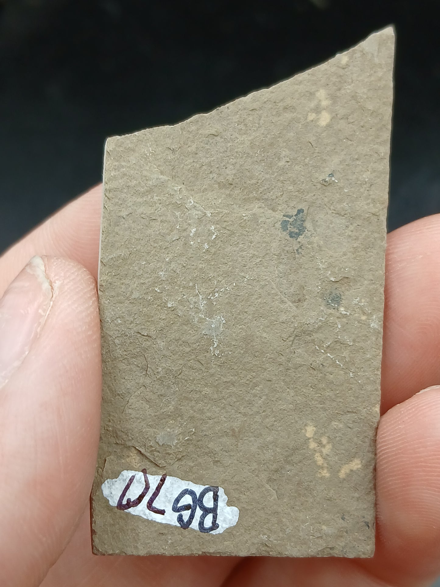 Anthracoceras beargulchensis-Montana-BG70