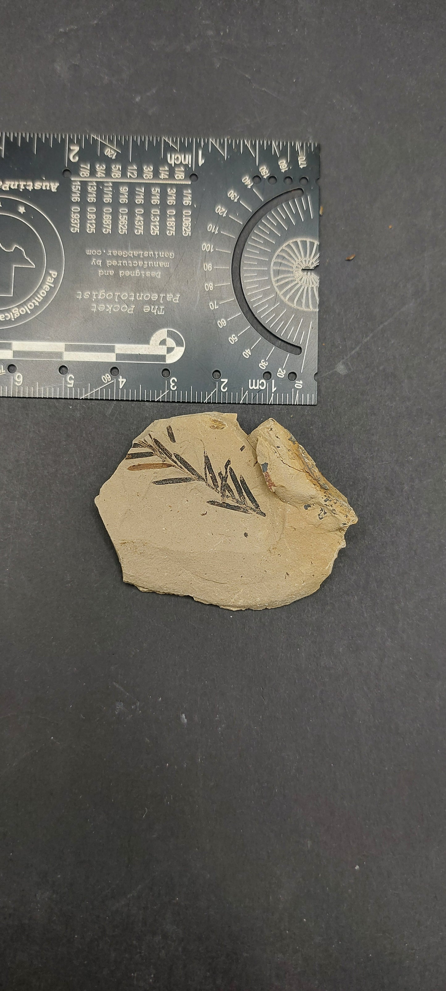 Metasequoia Leaf-Montana 01