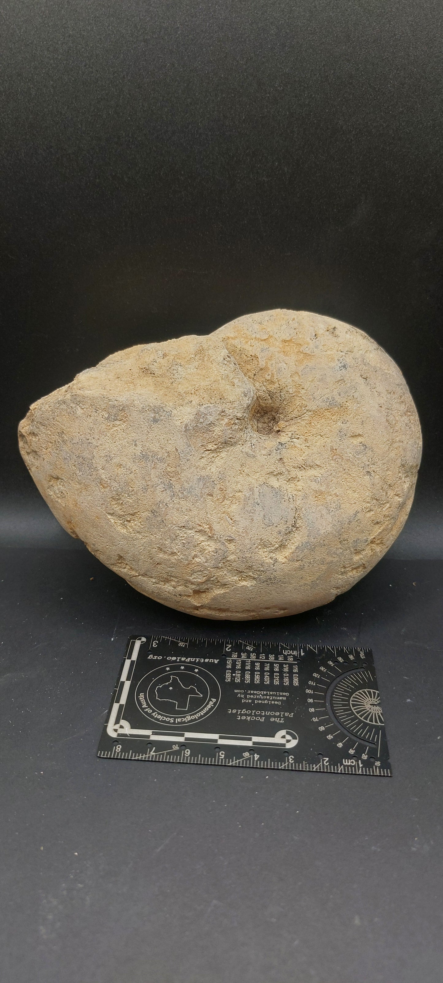 Cymatoceras texanum-Texas 01